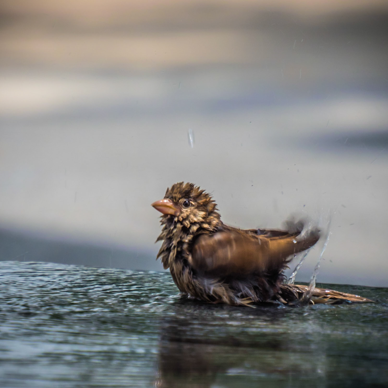 A sparrow bathes in the water in the Greenwhich Village district of Manhattan, New York