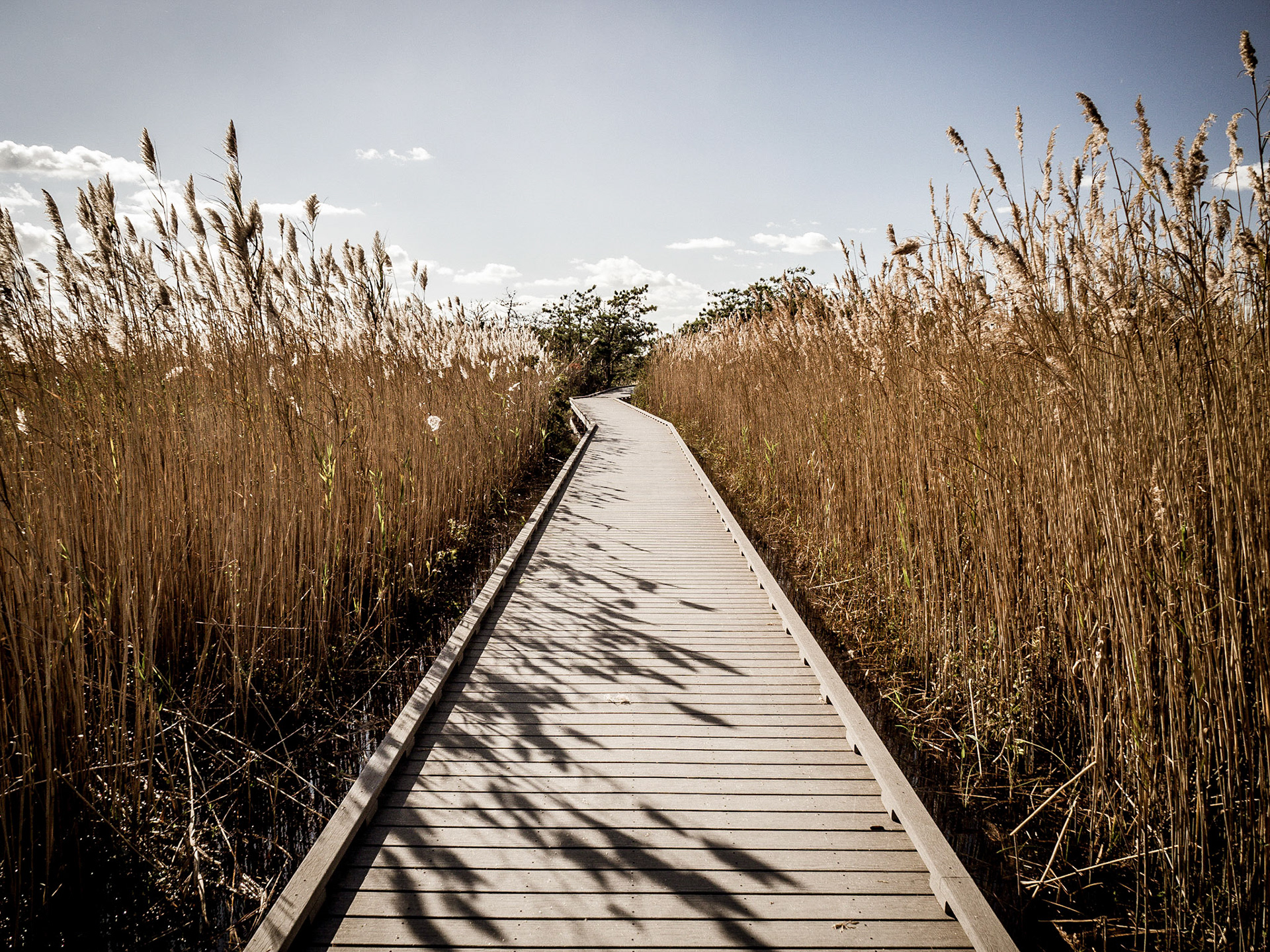 A boardwalk amongst the reeds on Fire Island, Long Island
