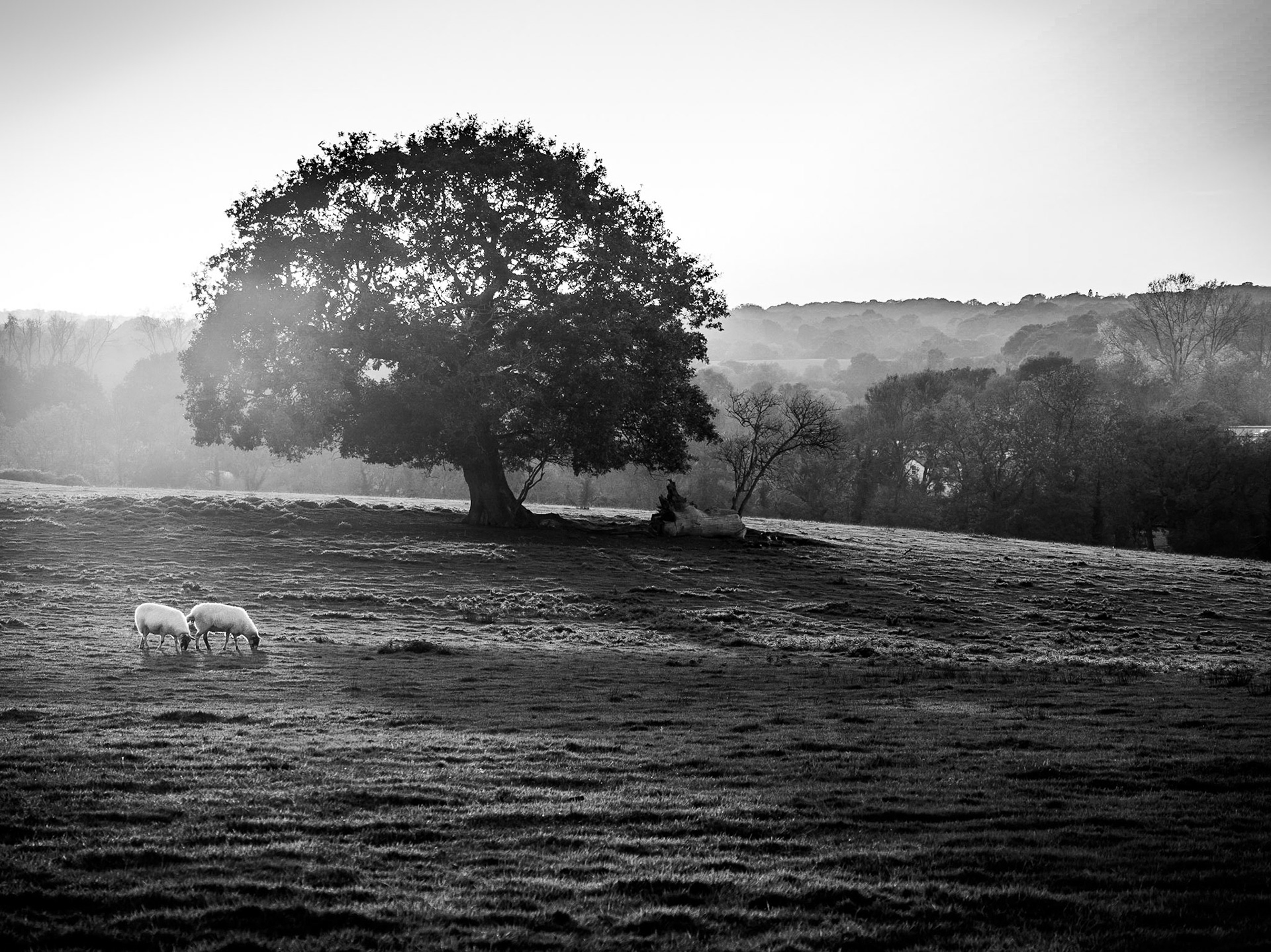 Sheep graze as the sun sets behind a lone oak tree in Sussex