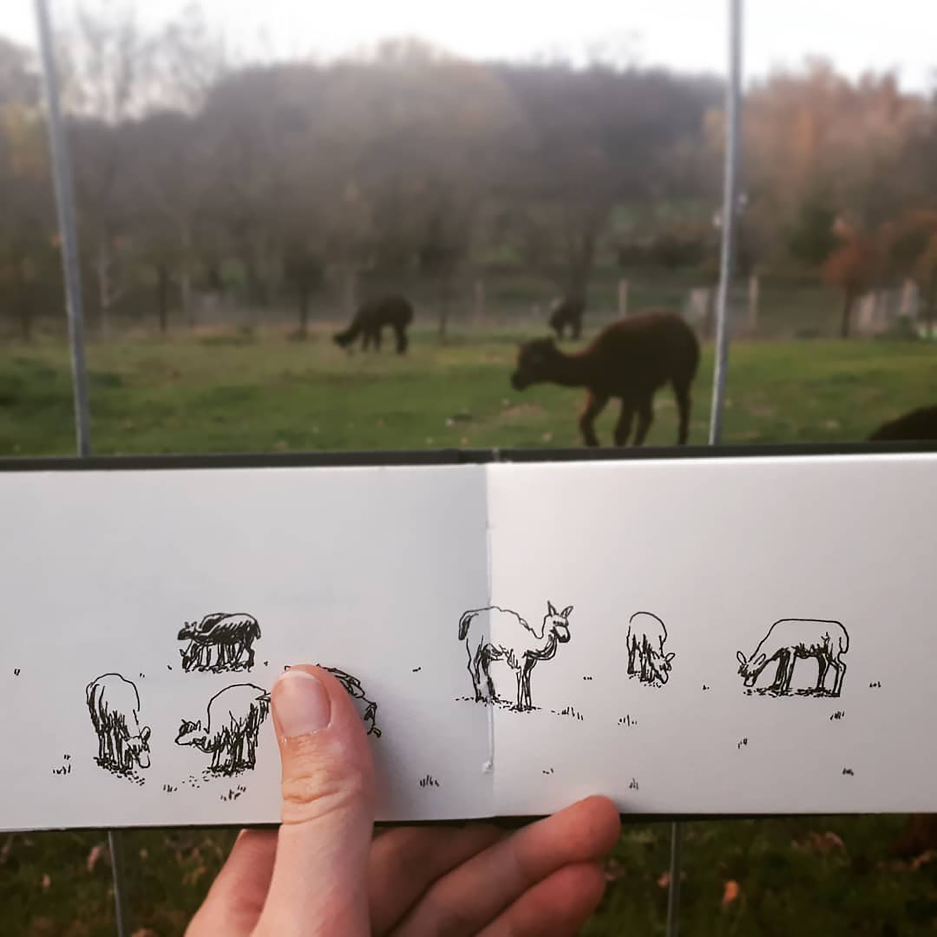 Alpaca's Dilbeek 2020