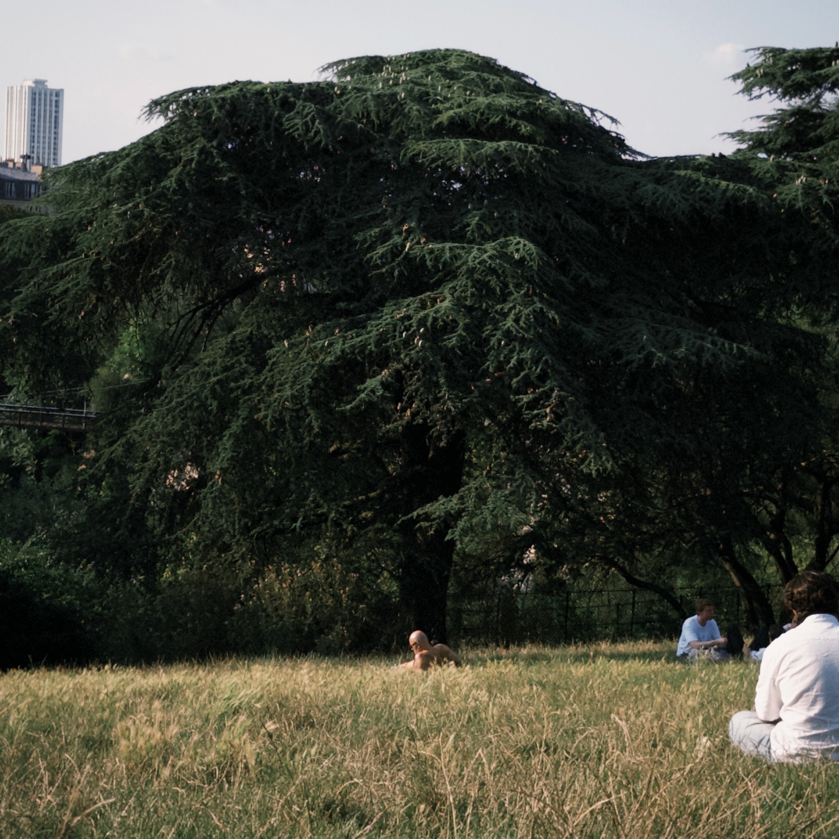 humans are a funny species