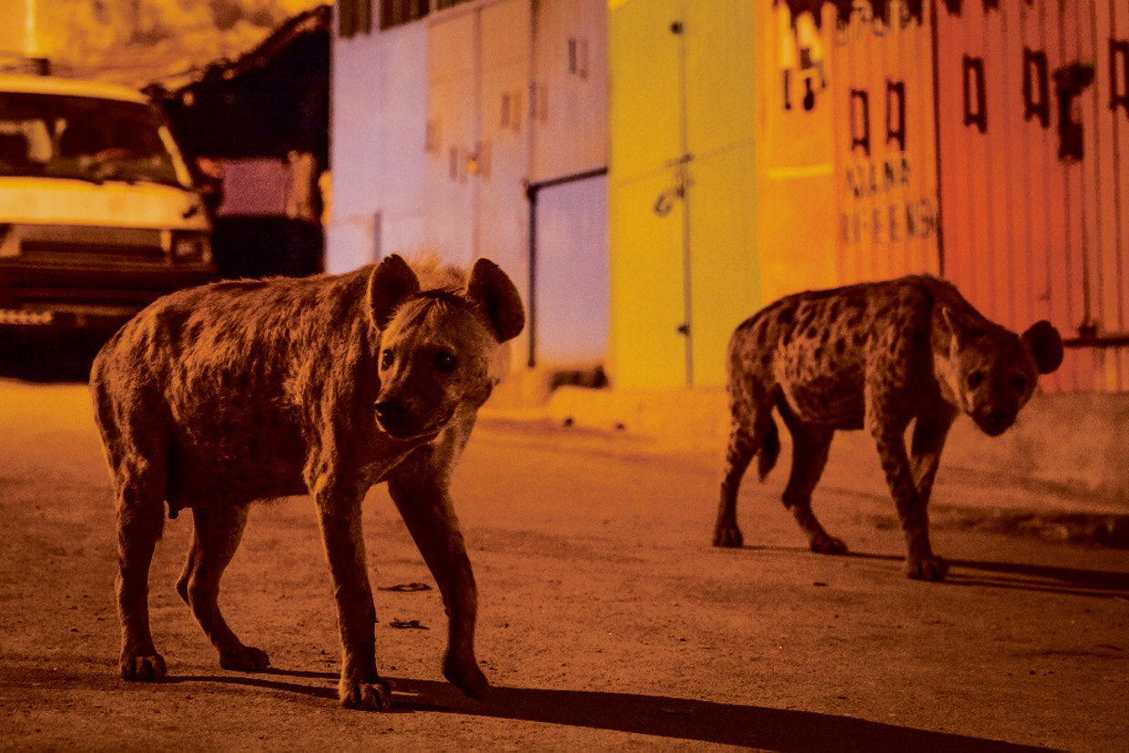 Hyenas in the city of Harar, Ethyopia - © Paul Thompson