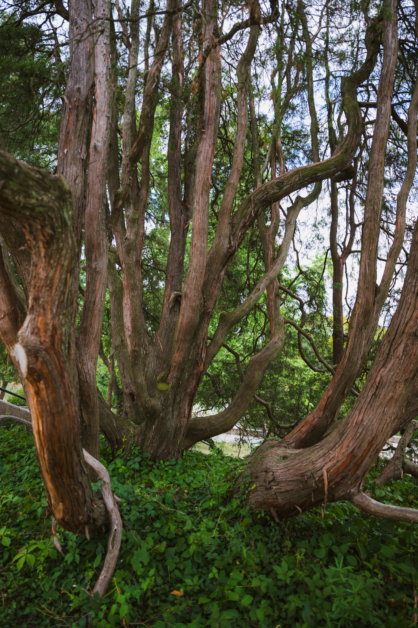 Great Tree