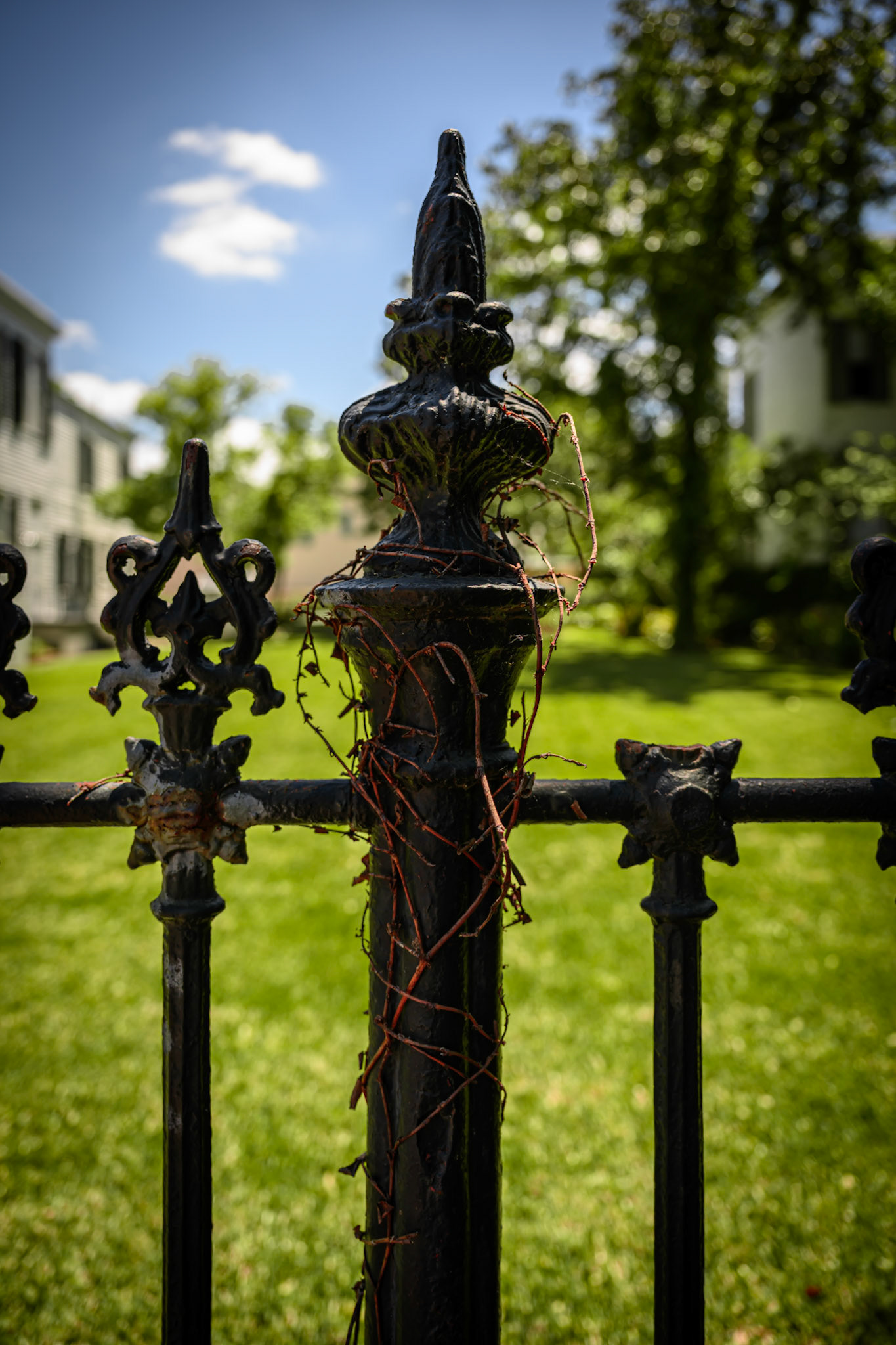 Vines