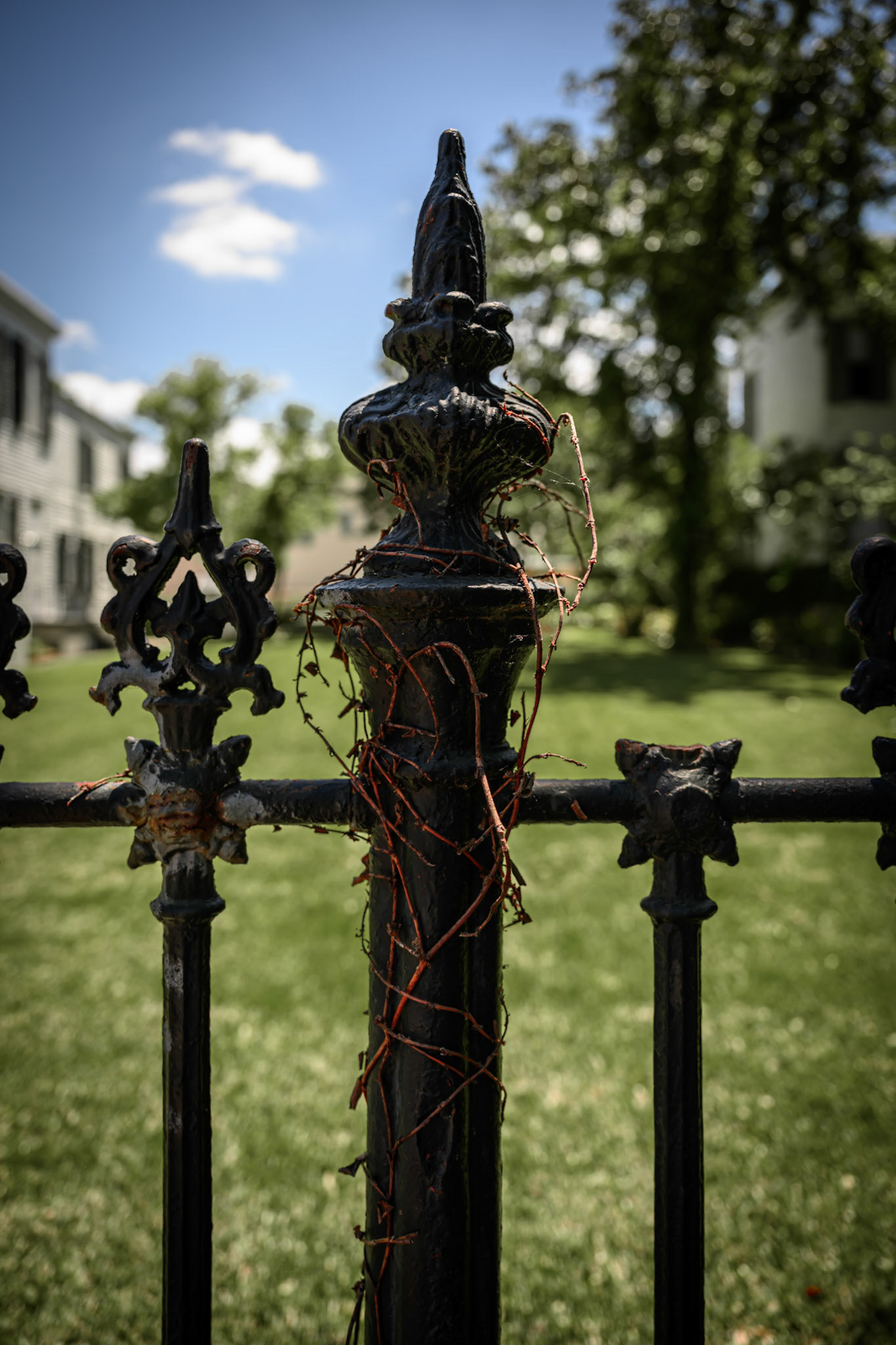Vines