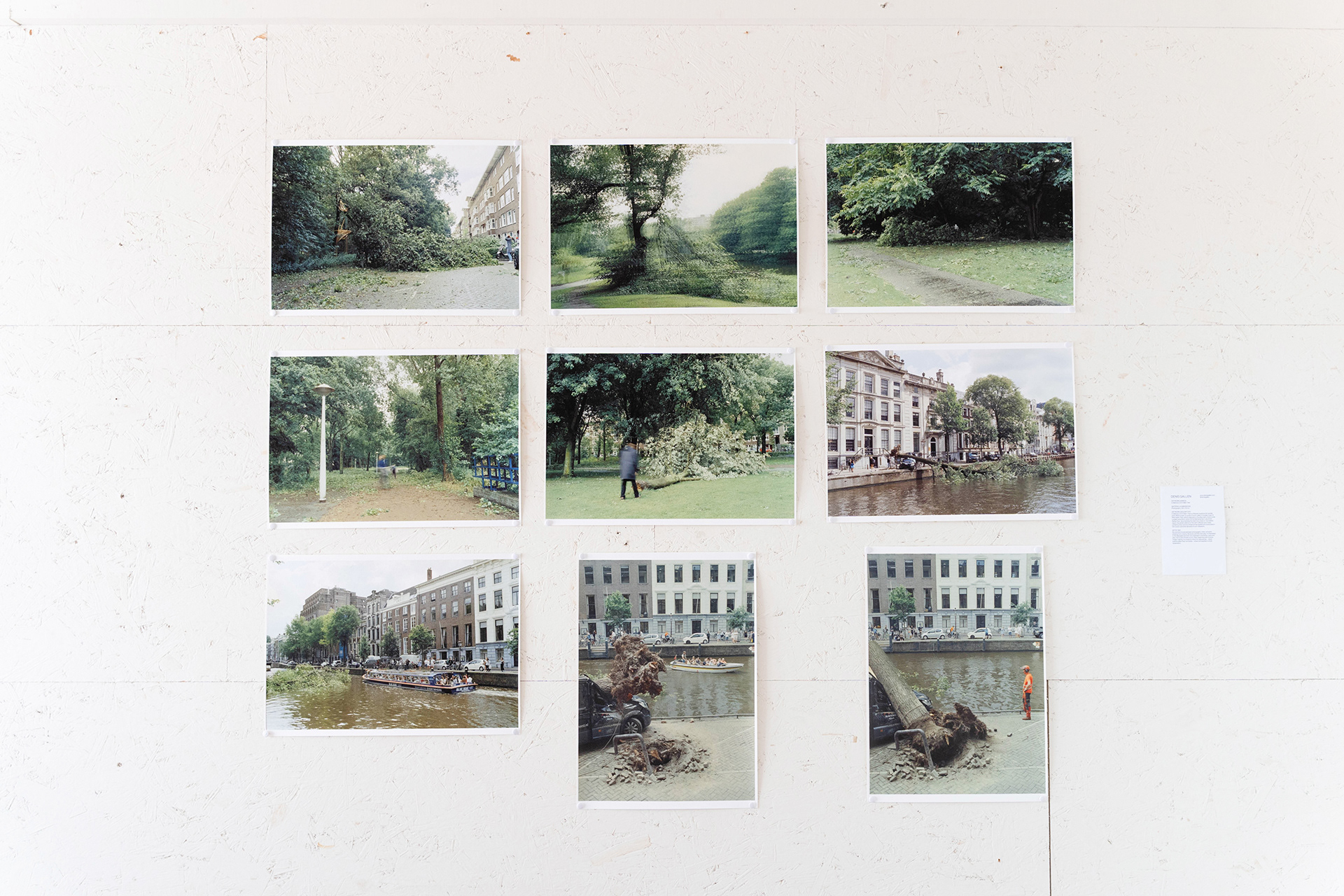 Pop-up 2: In Memory Of A Fallen Tree - Denis Gallen