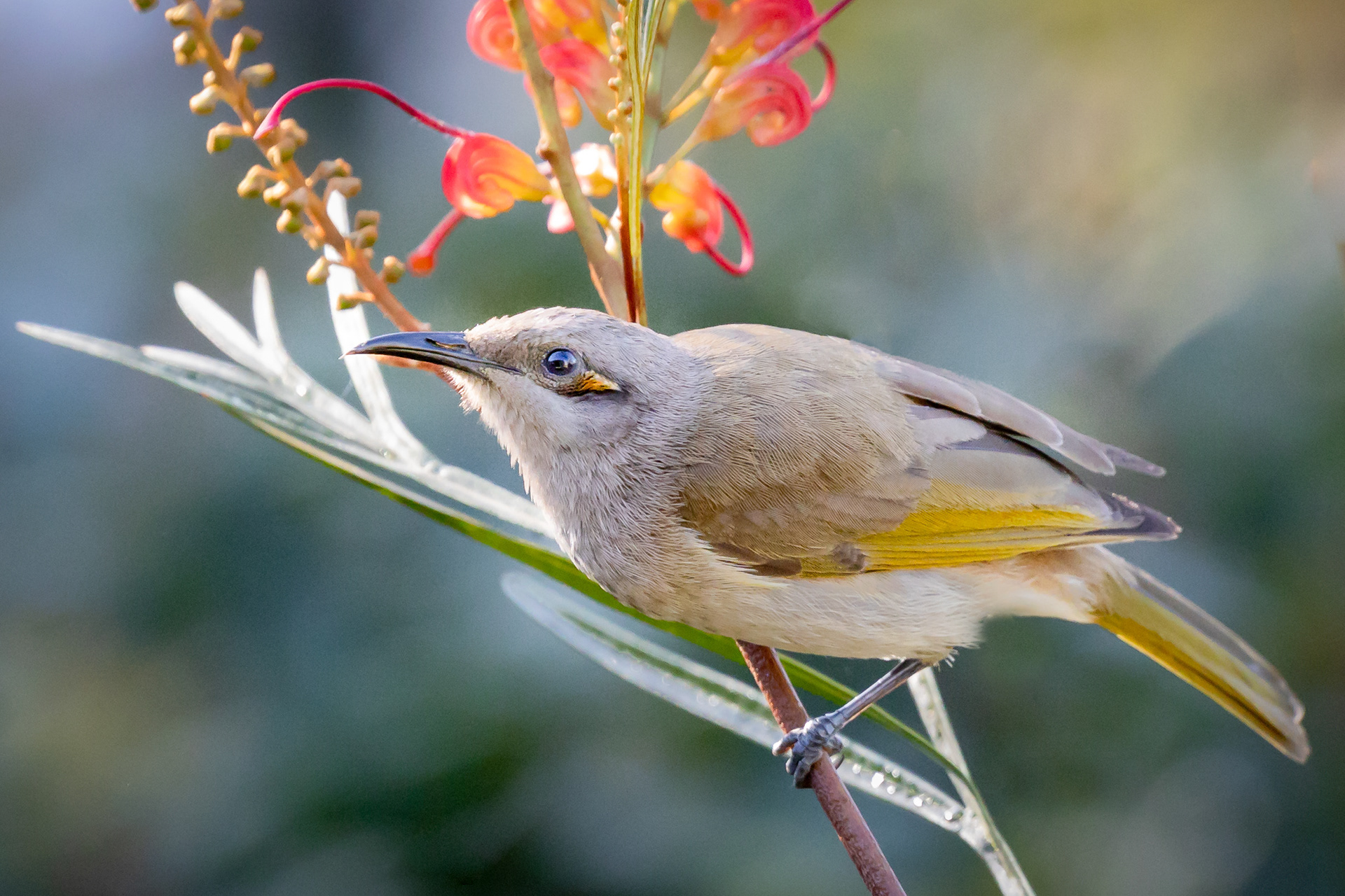 Brown Honeyeater