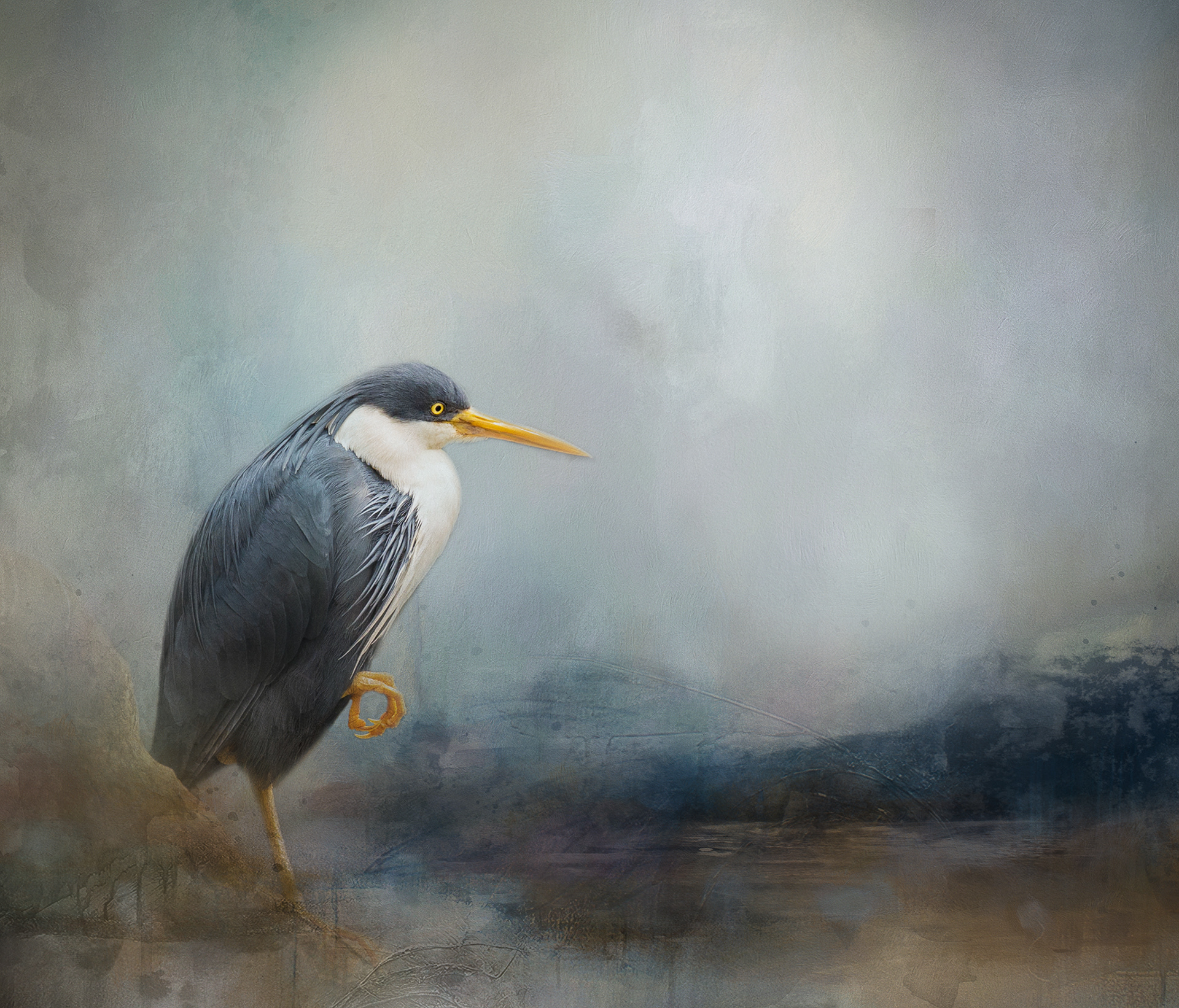 Pied Heron