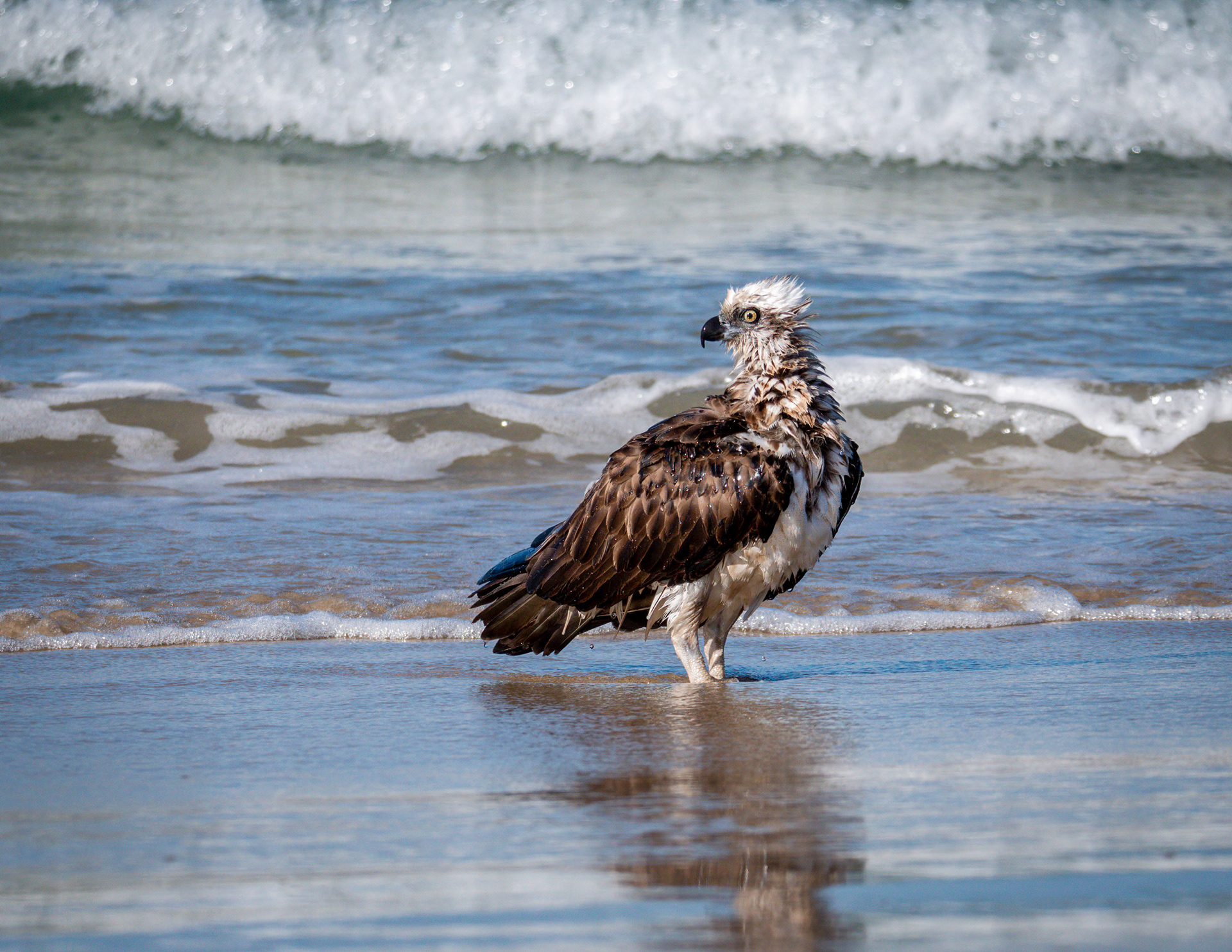 Osprey