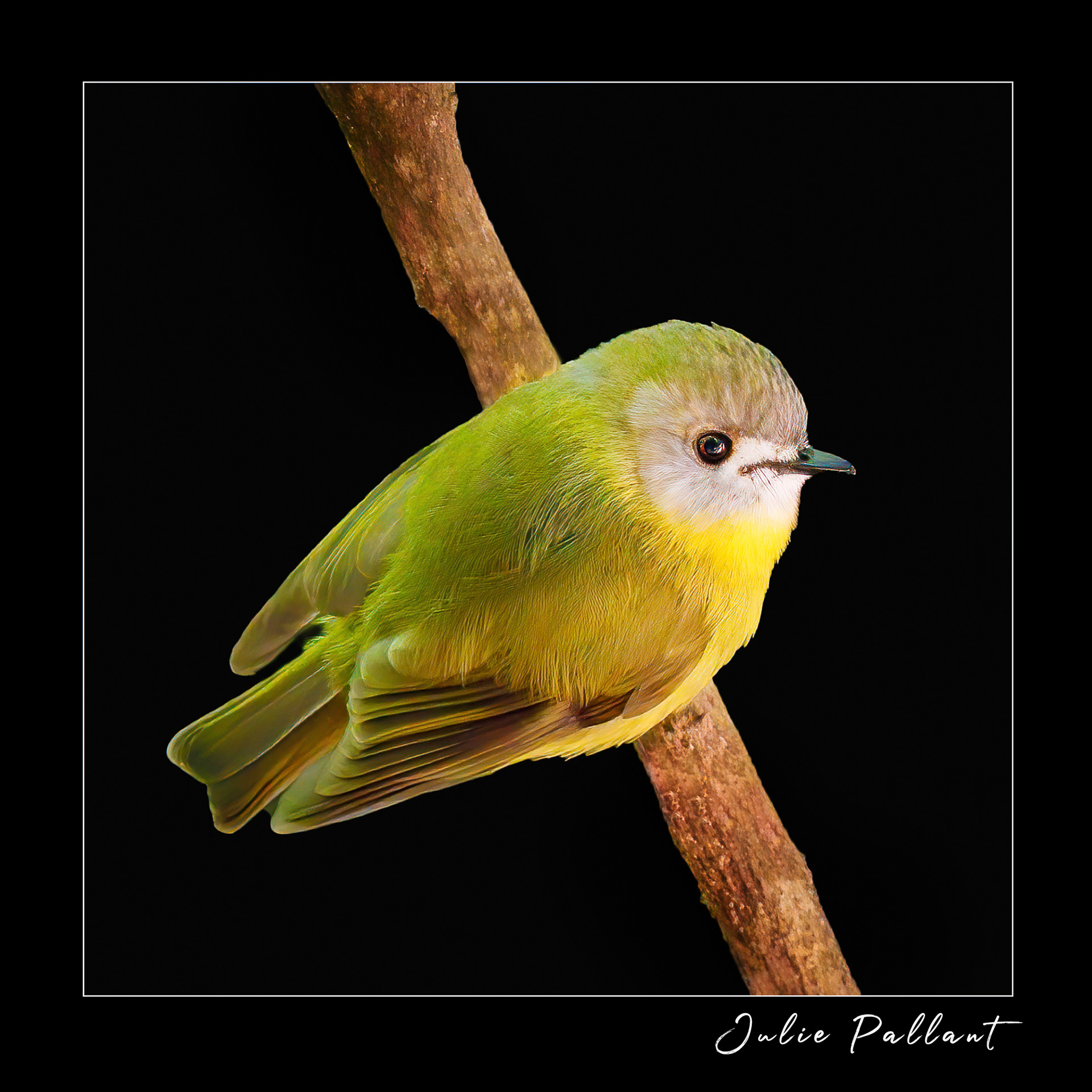 Pale-yellow Robin