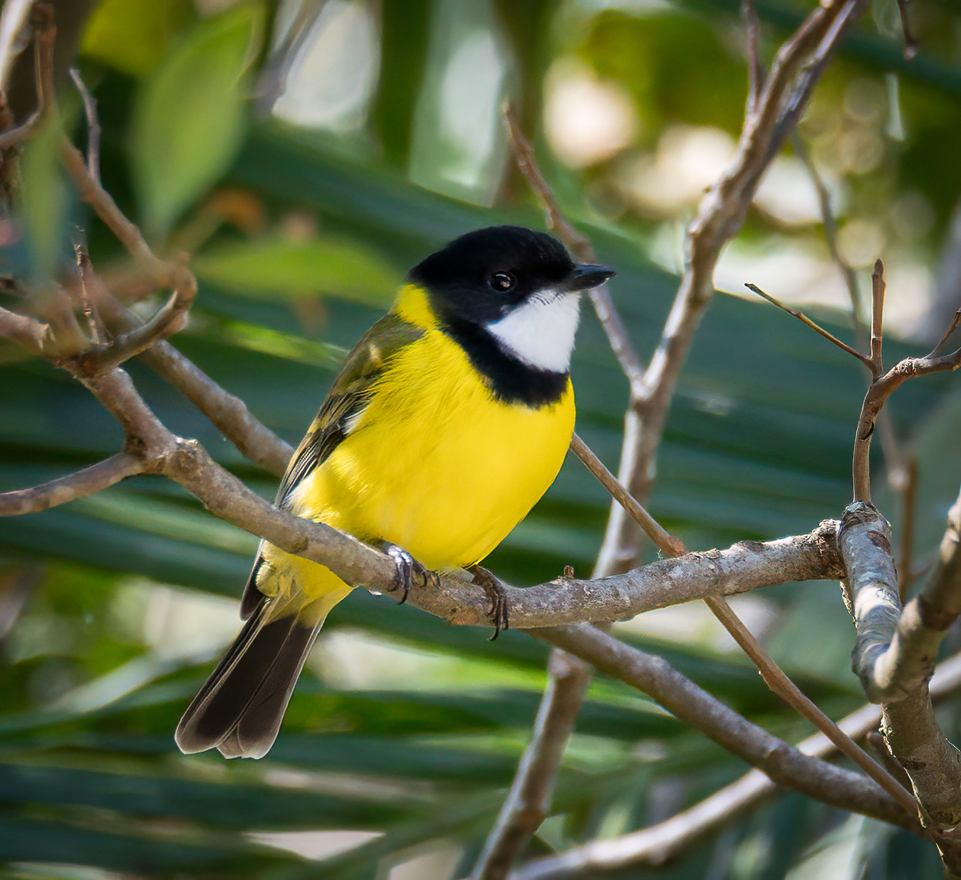 Golden Whistler