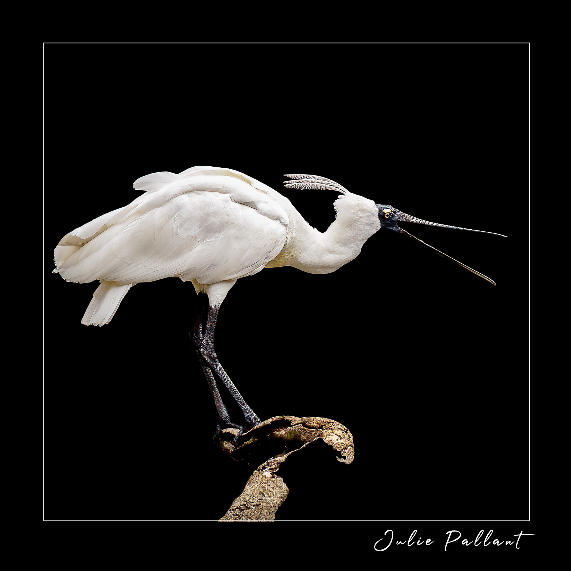 Royal Spoonbill