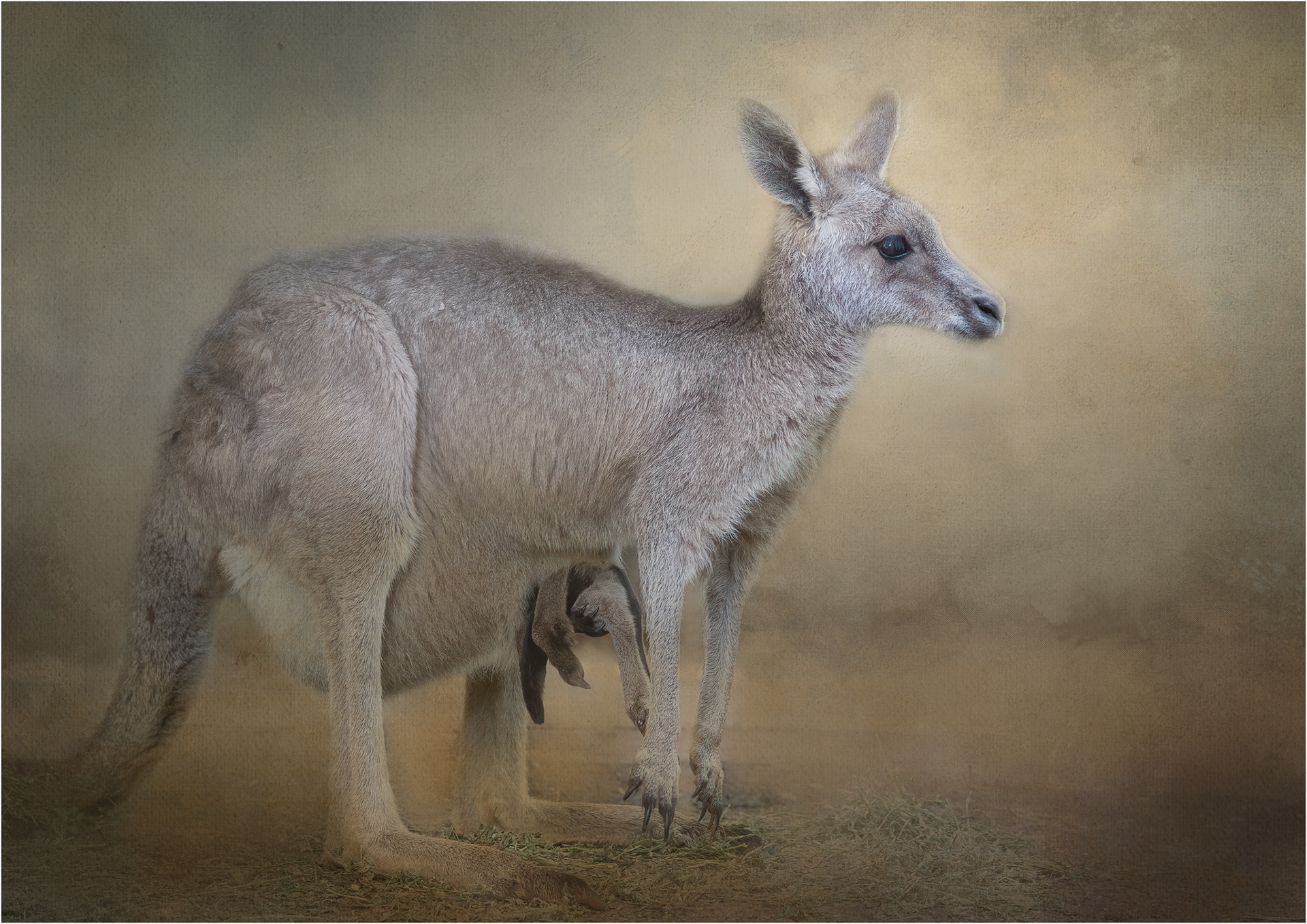 Kangaroo