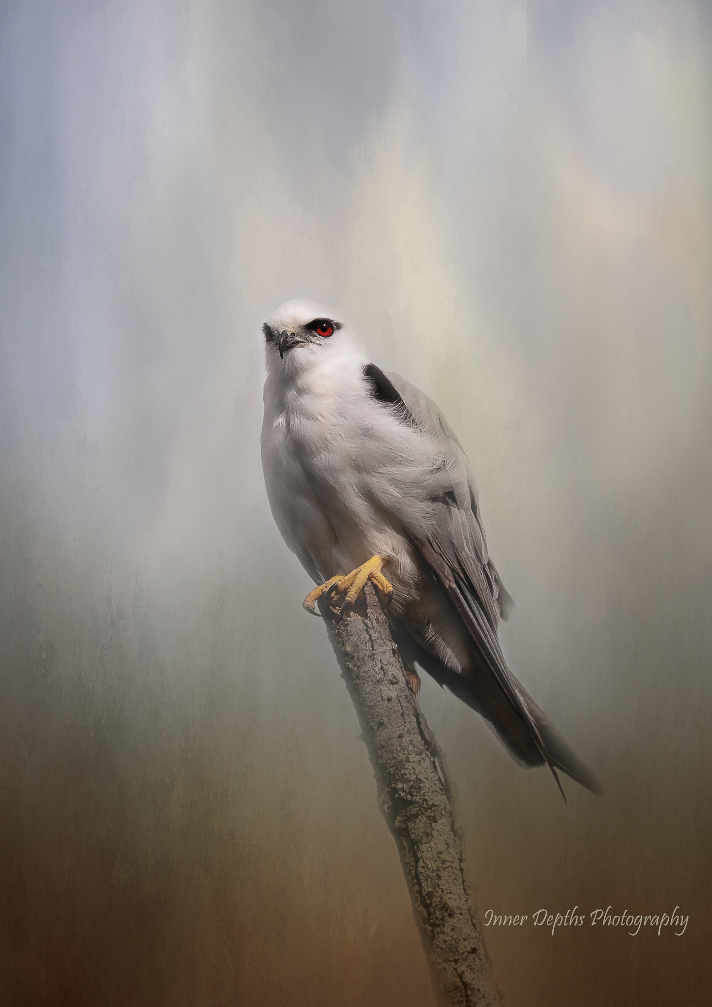 Black-shouldered Kite