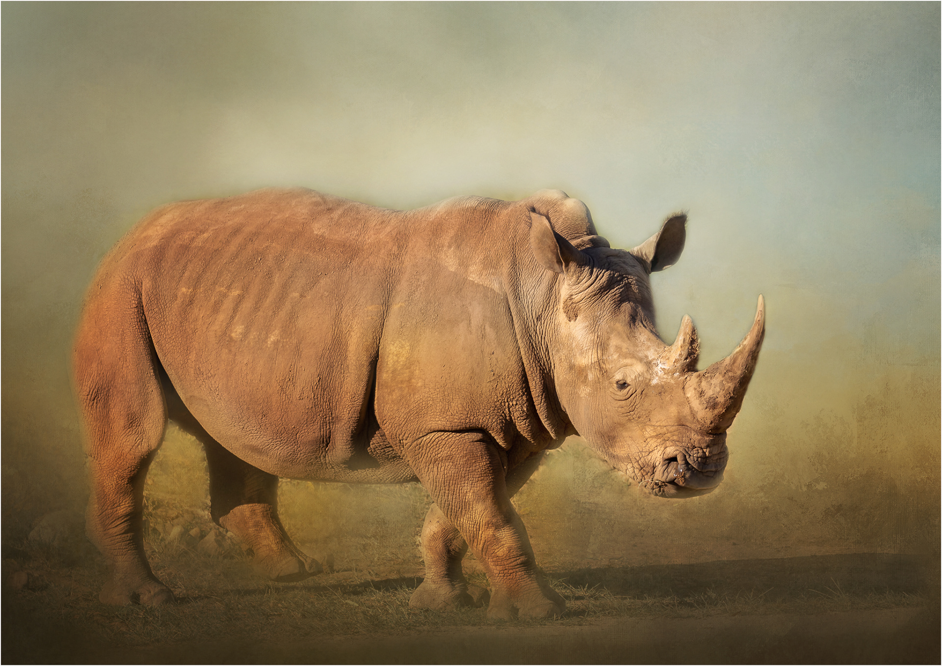Rhino