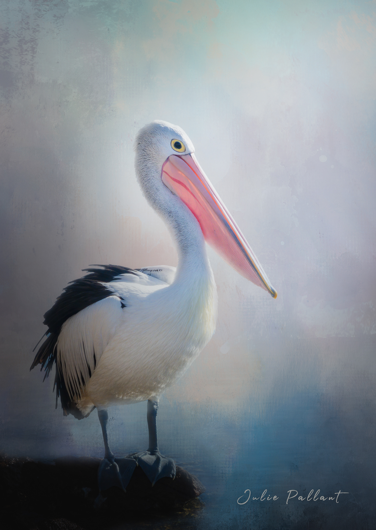 Pelican