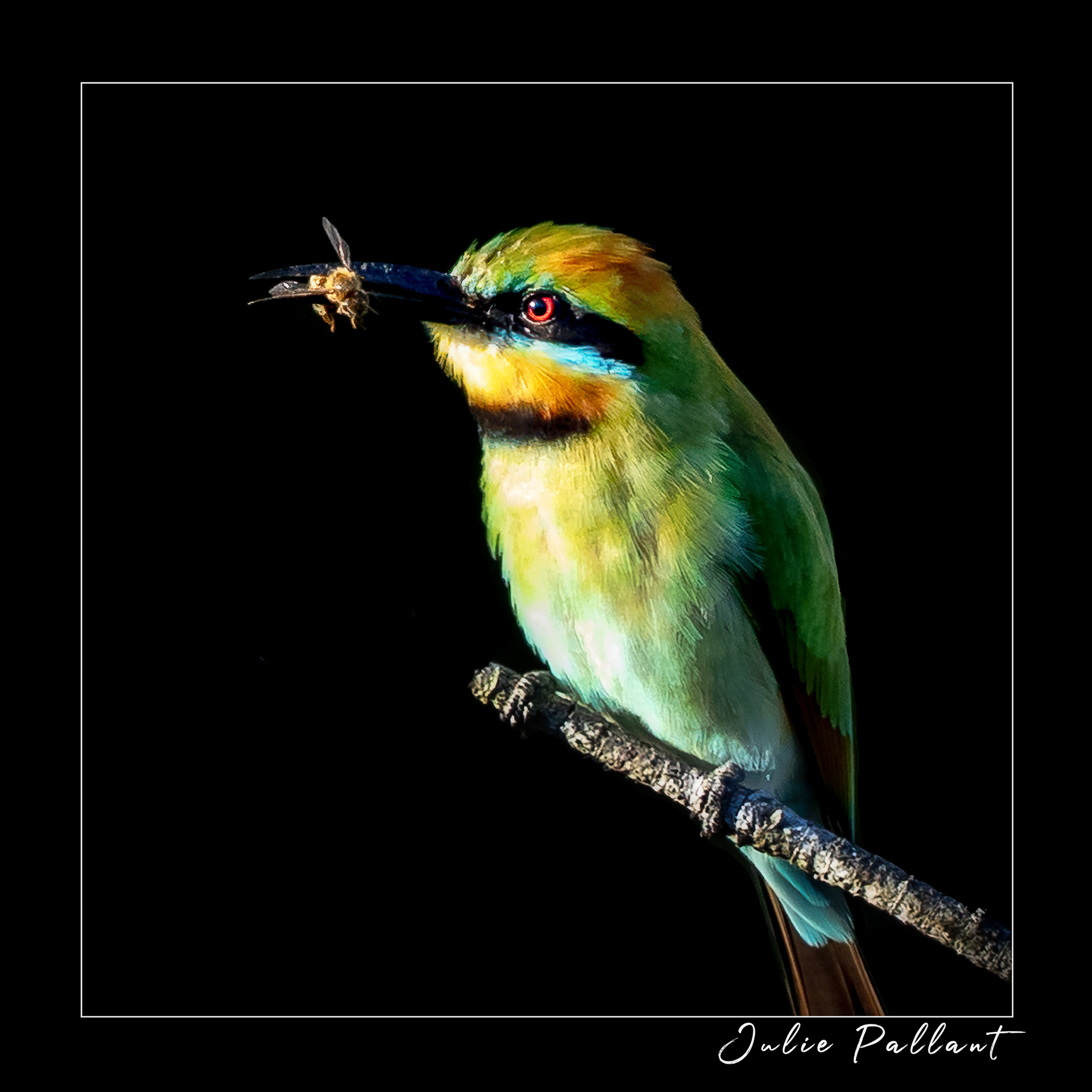 Rainbow Bee-eater with breakfast