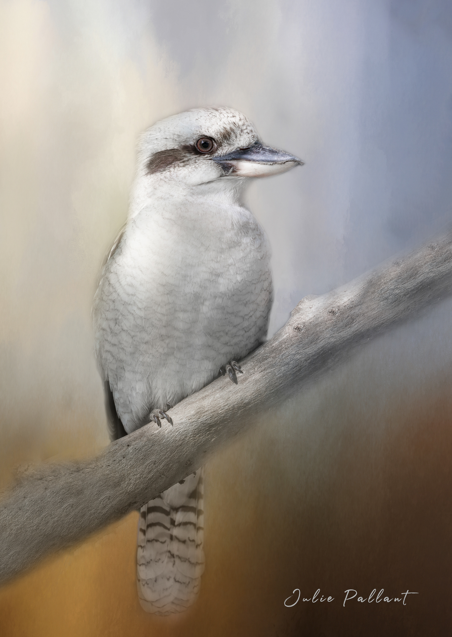 Kookaburra