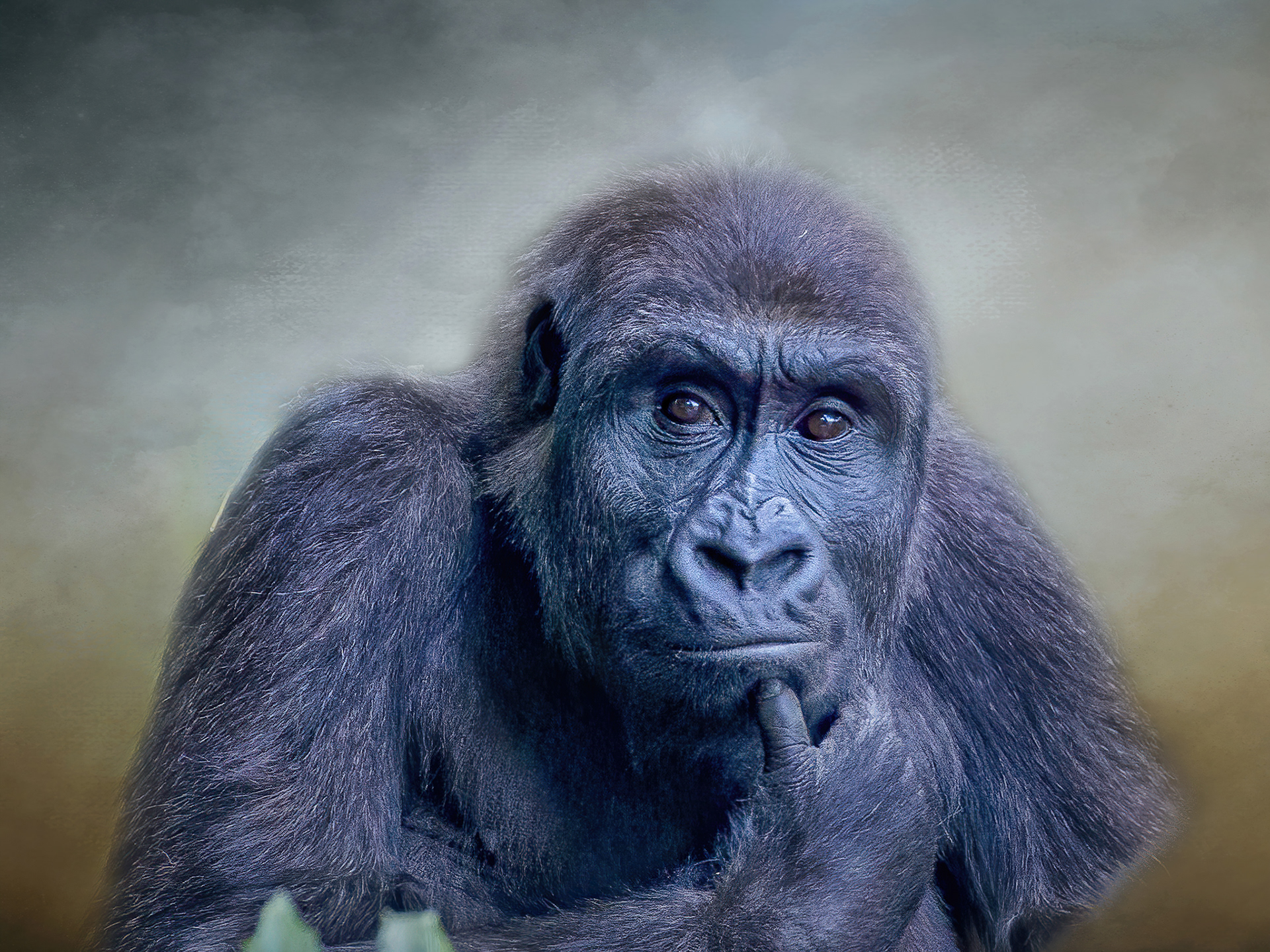 Gorilla