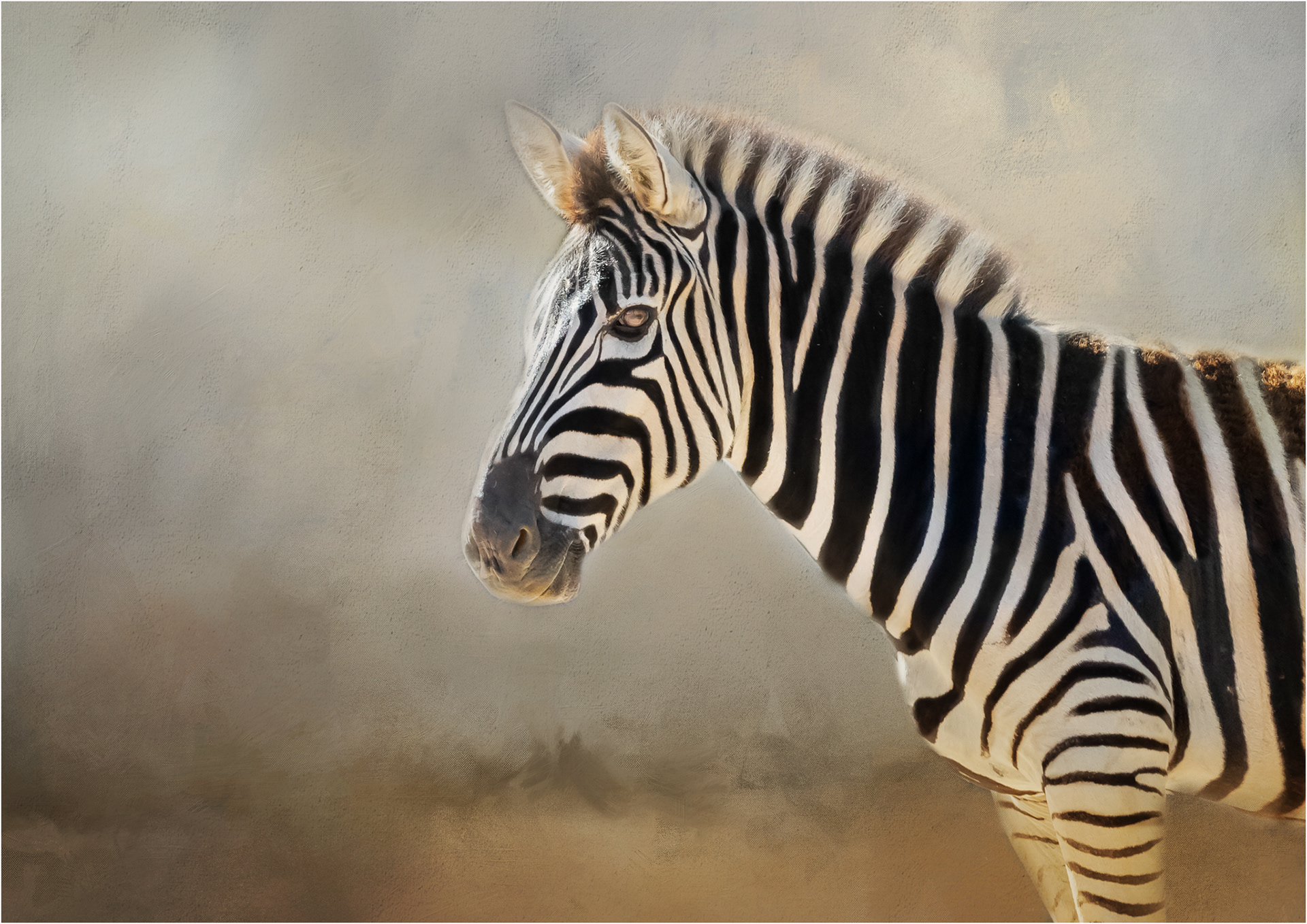 Zebra