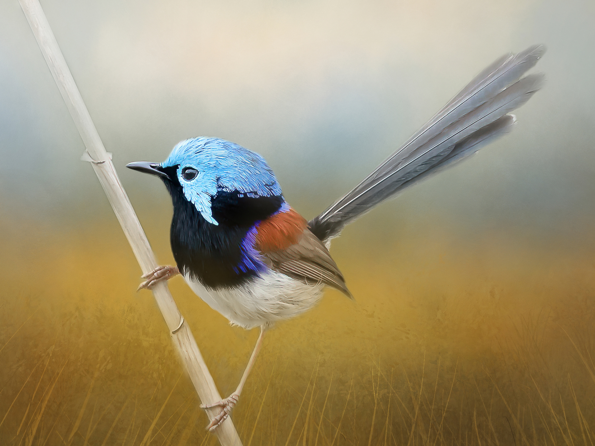 Variegated Fairy-wren