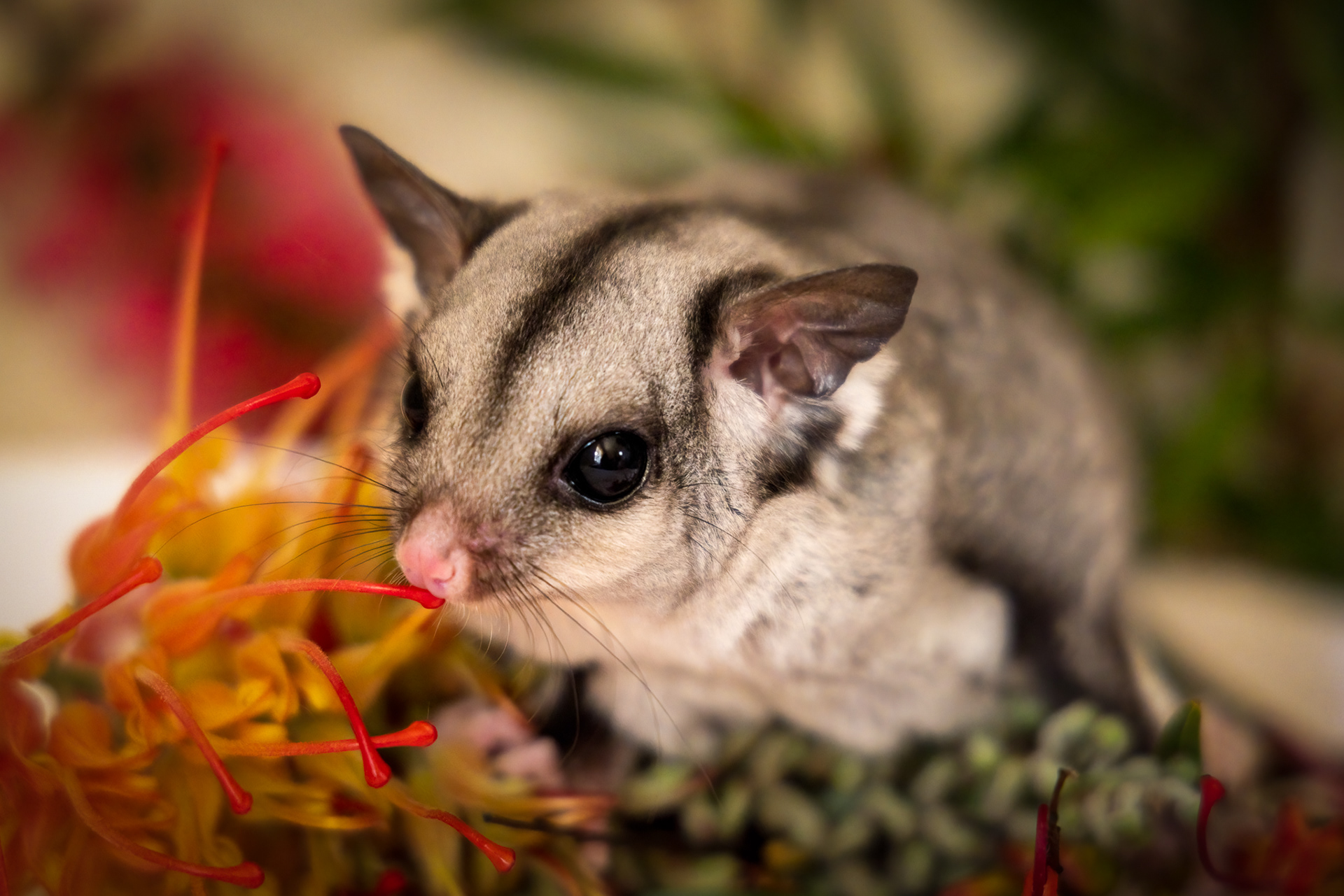"Bindi" Sugar Glider