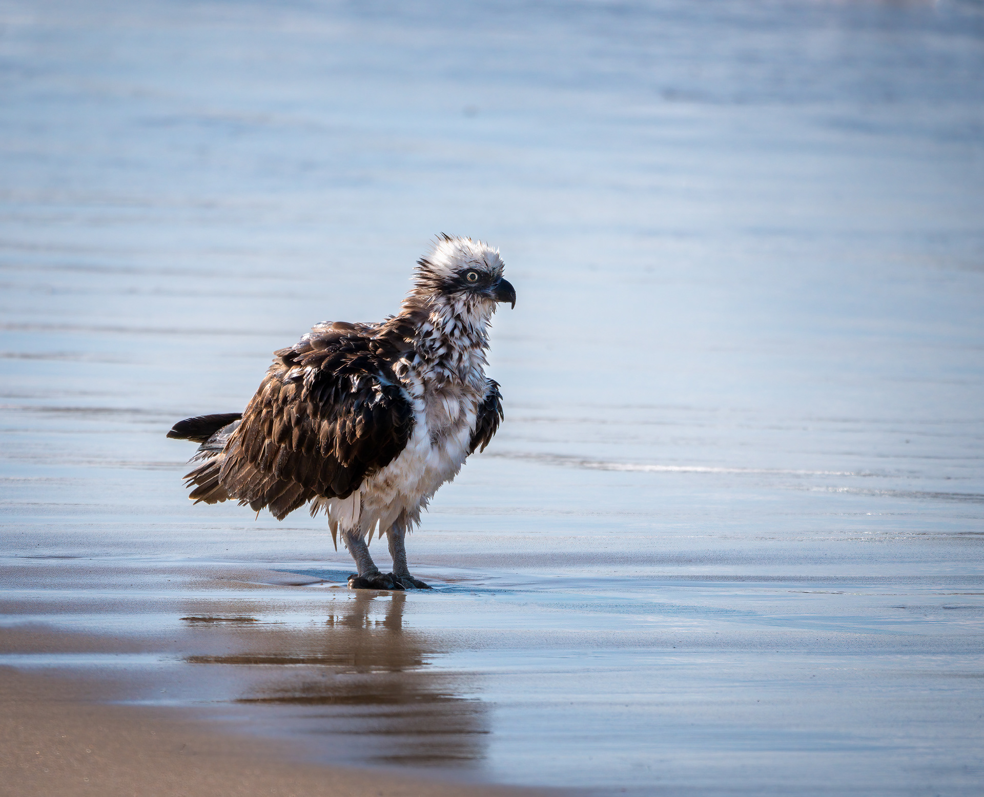 Osprey