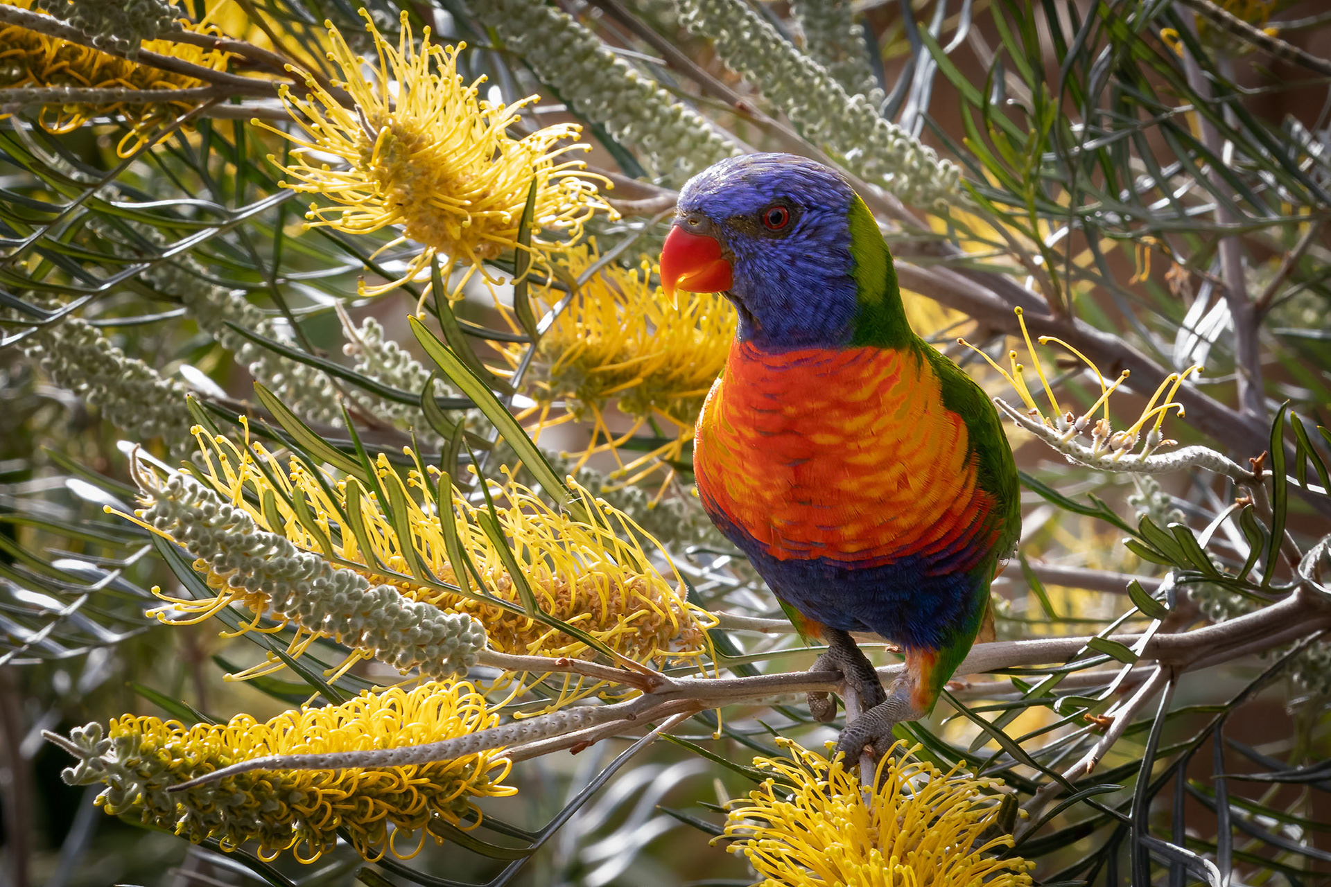 Rainbow Lorikeet