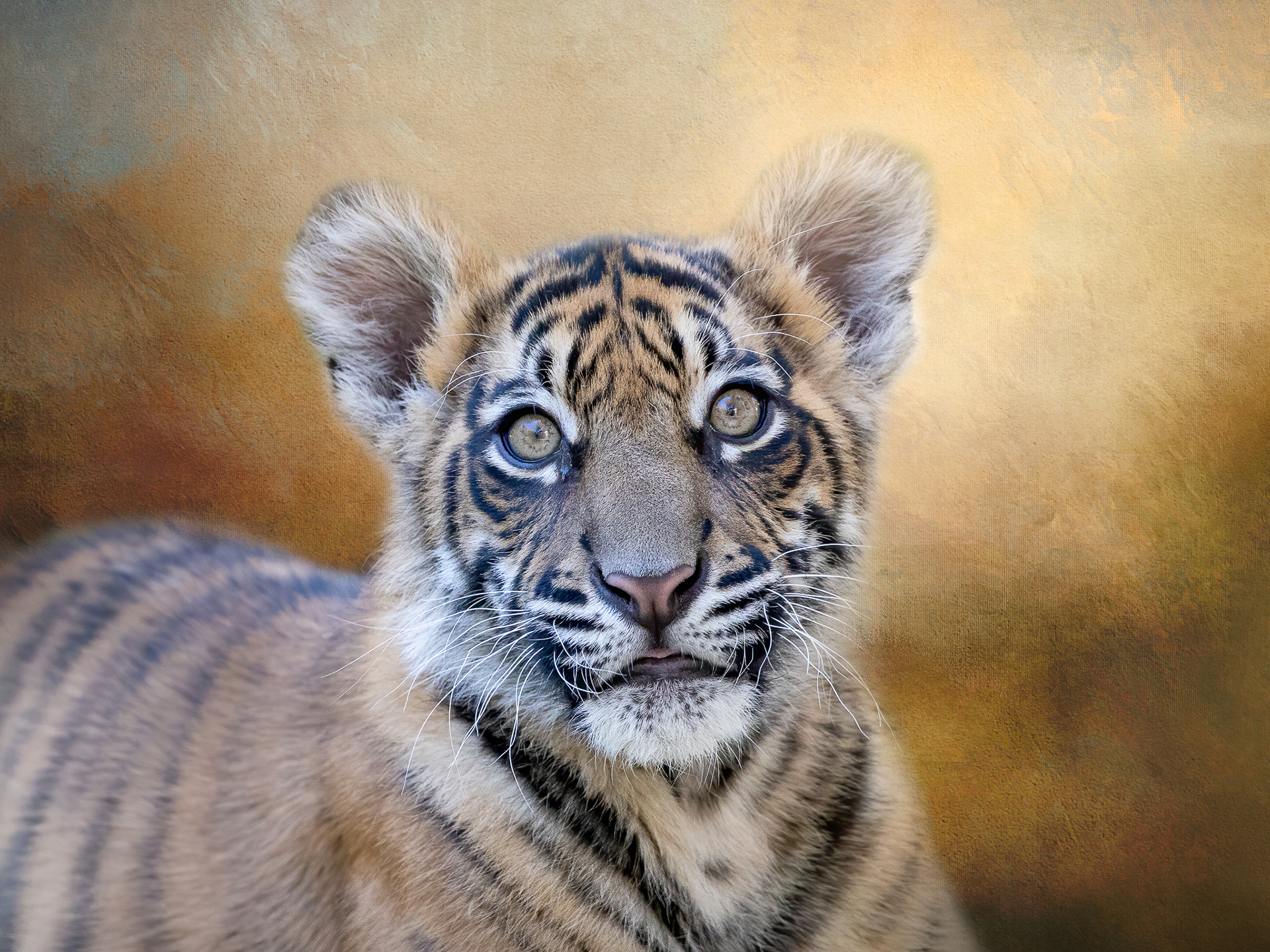 Tiger Cub
