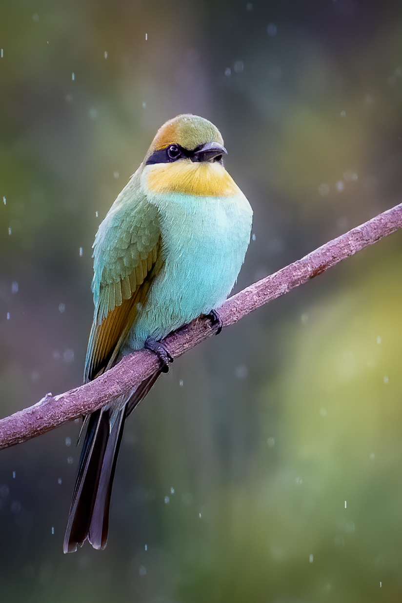 Rainbow Bee-eater