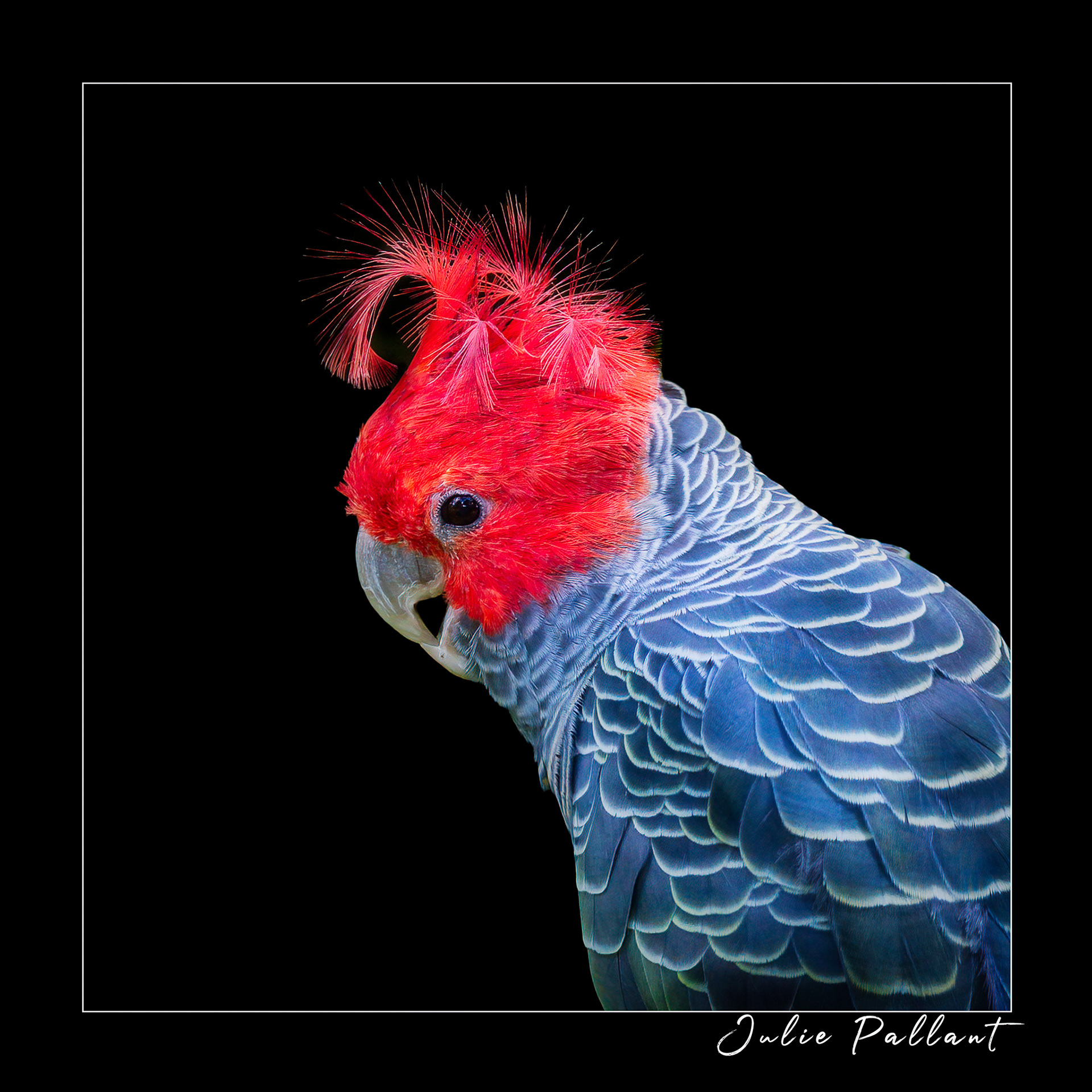 Gang-gang Cockatoo