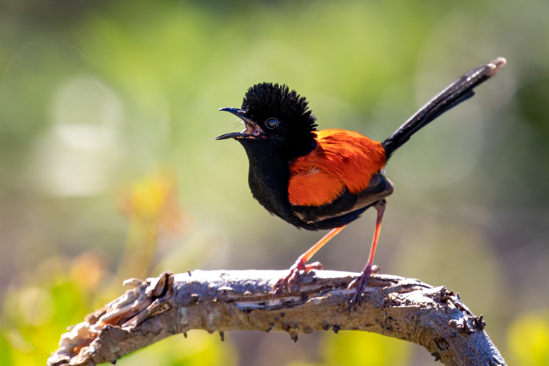 Red-backed Fairy-wren