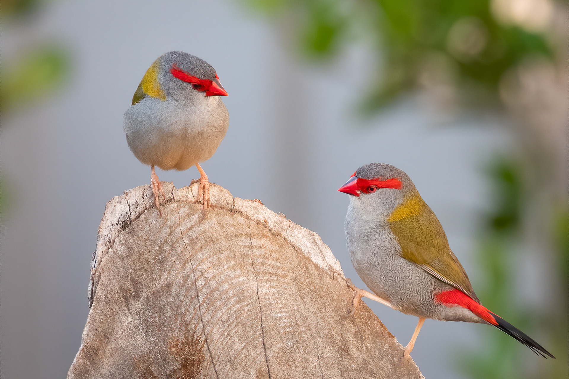 Red-browed finch