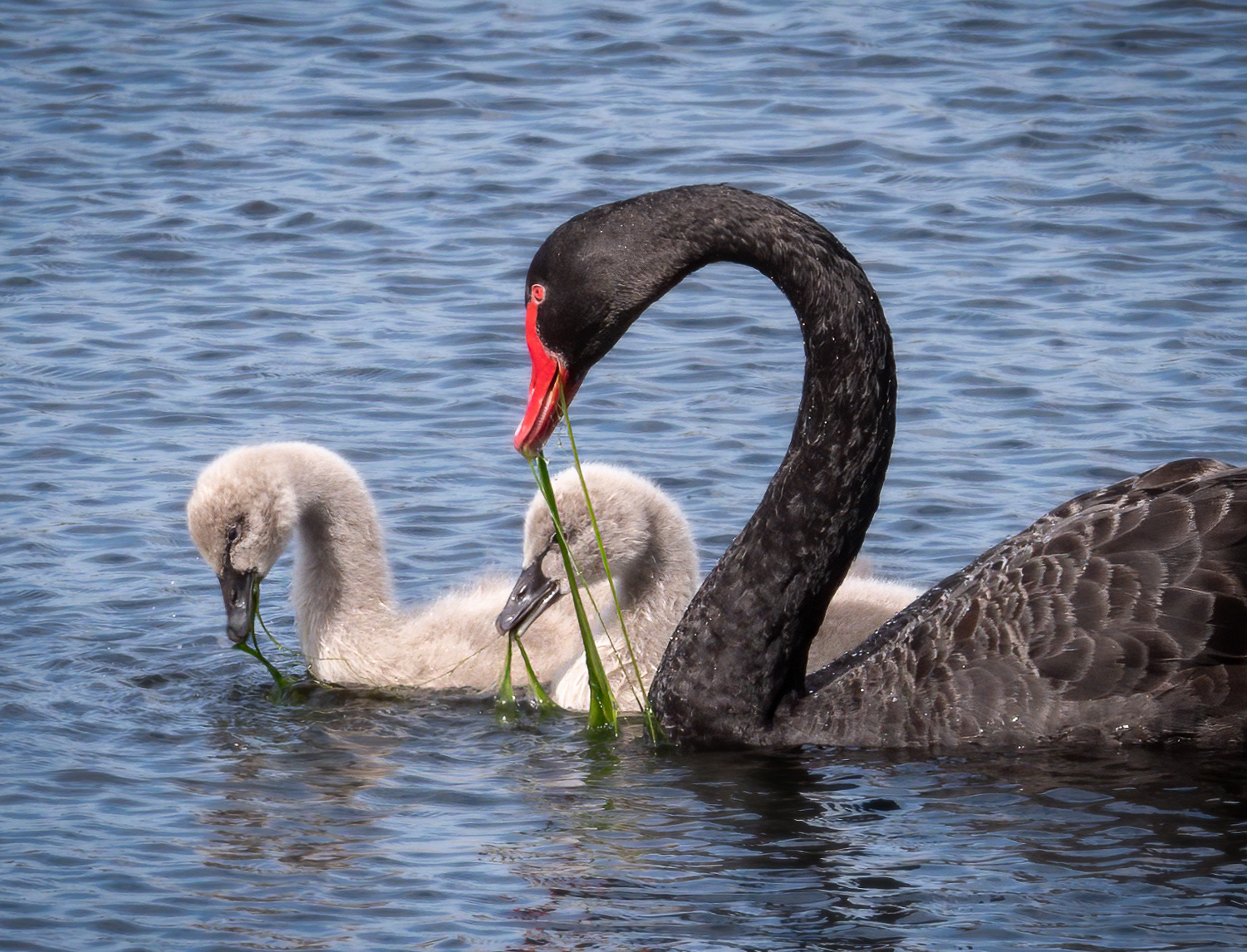 Black Swan