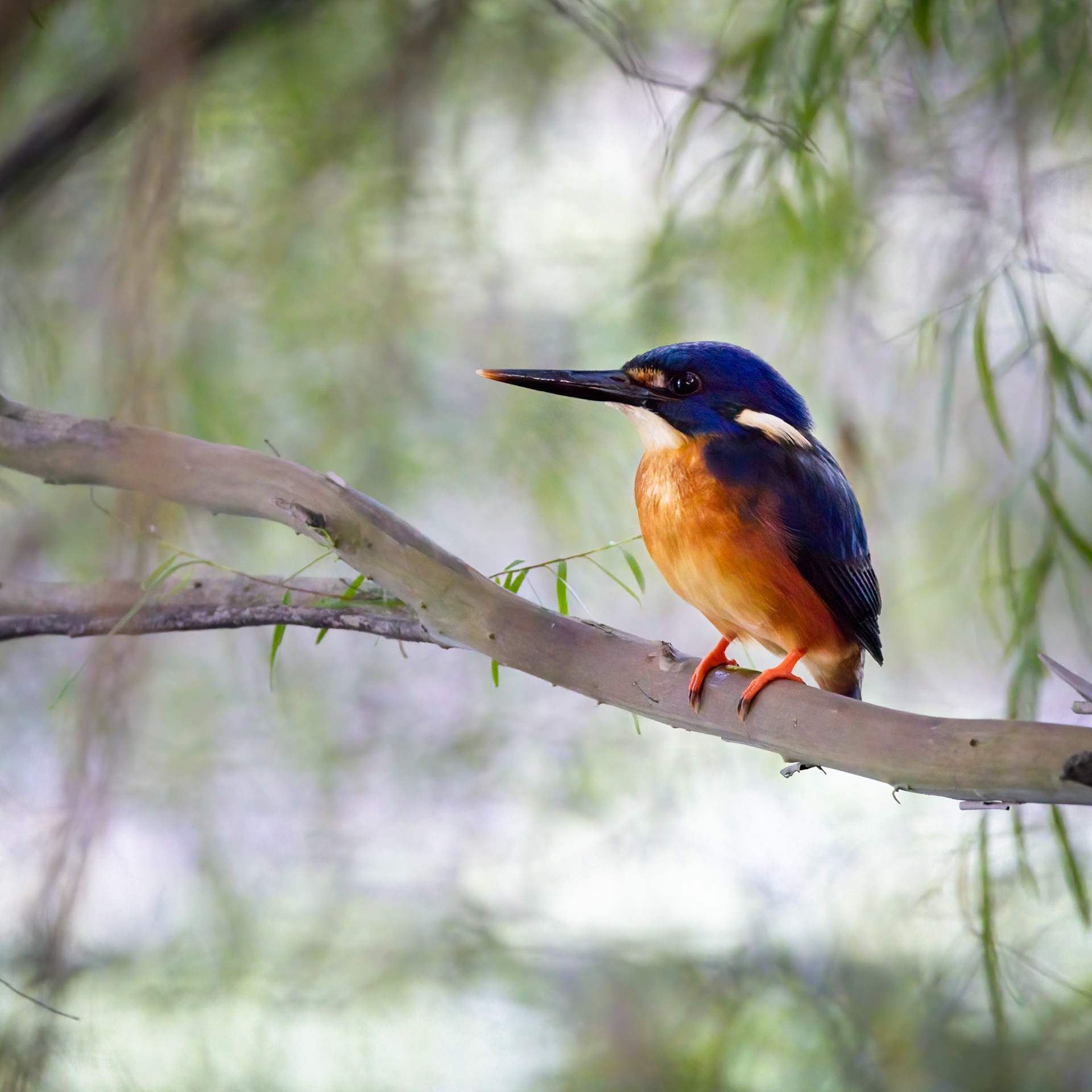 Azure Kingfisher
