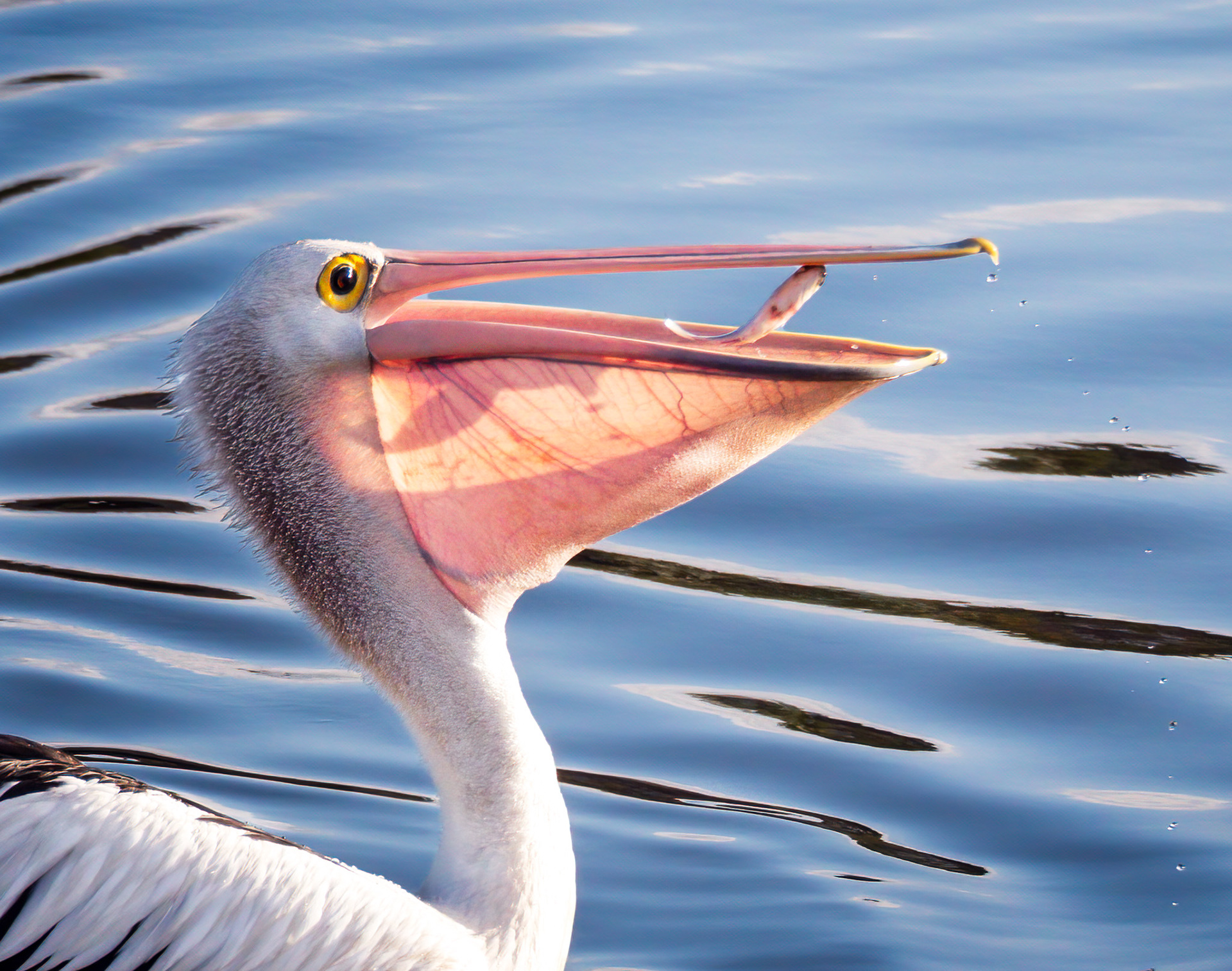 Pelican