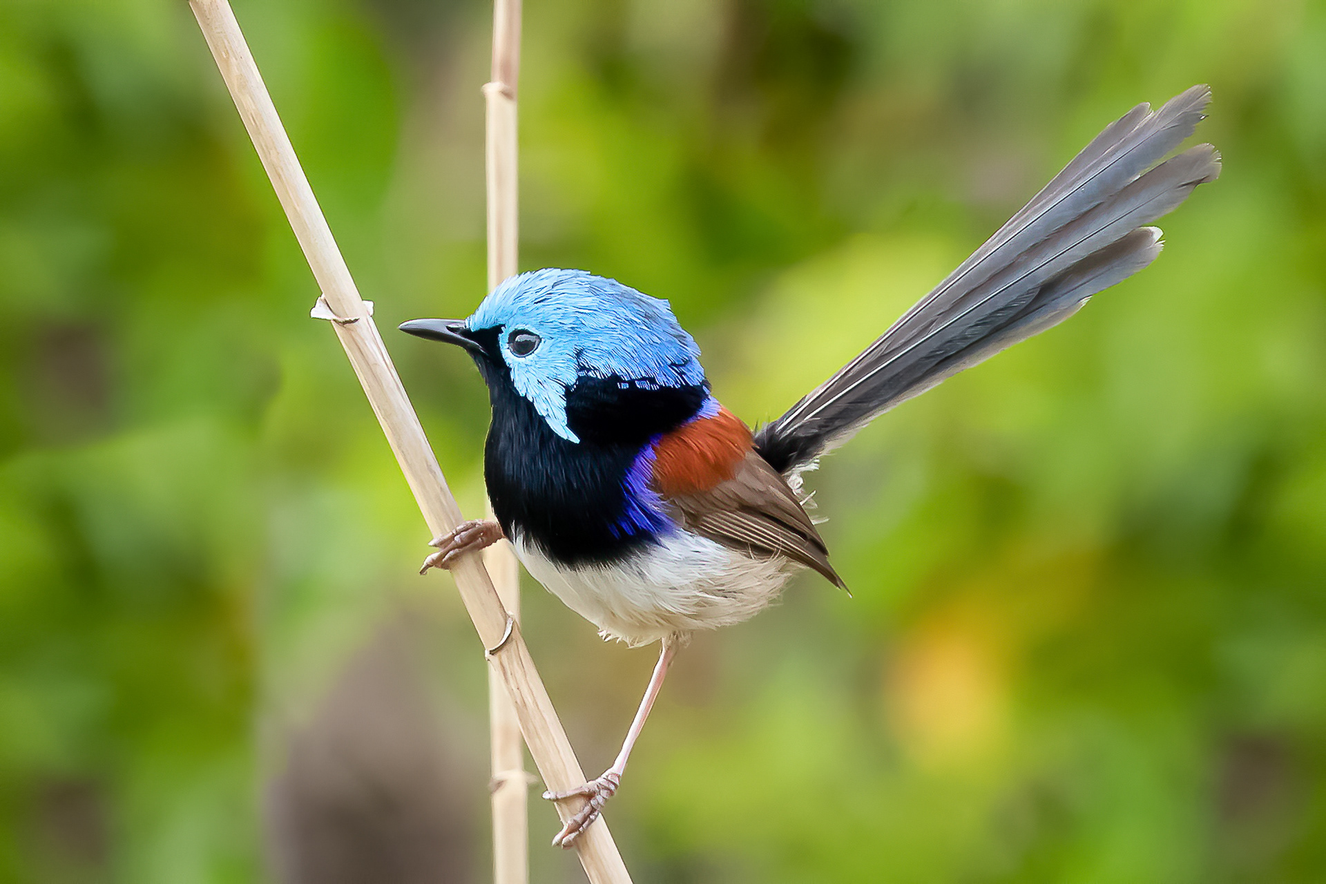 Variegated Fairy-wren