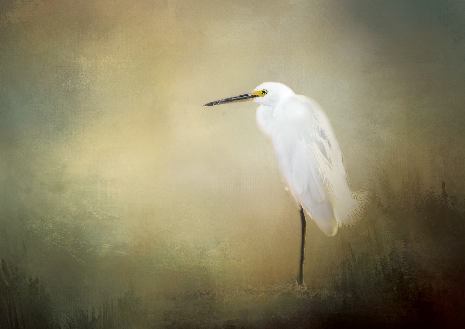 Heron
