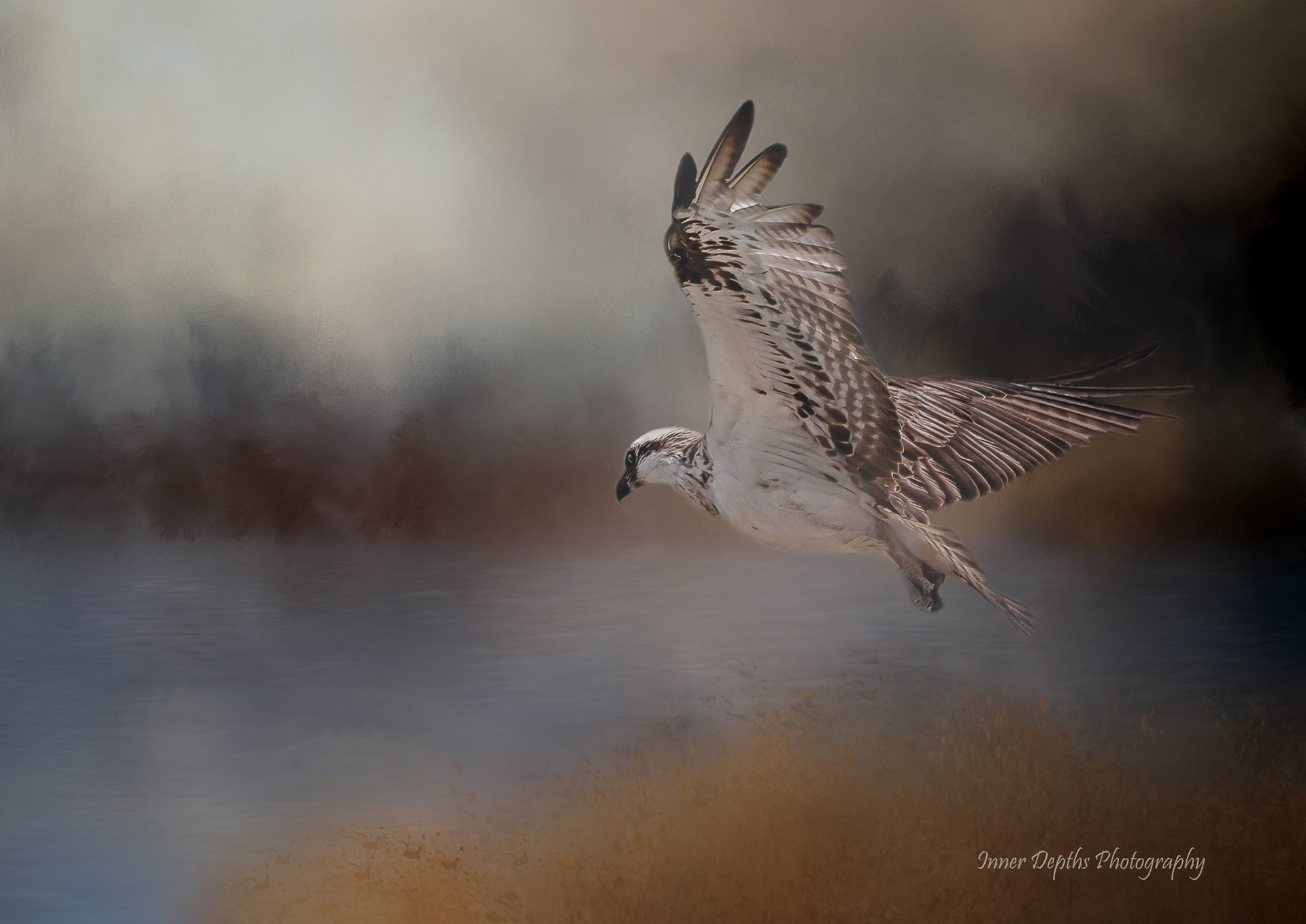 Osprey