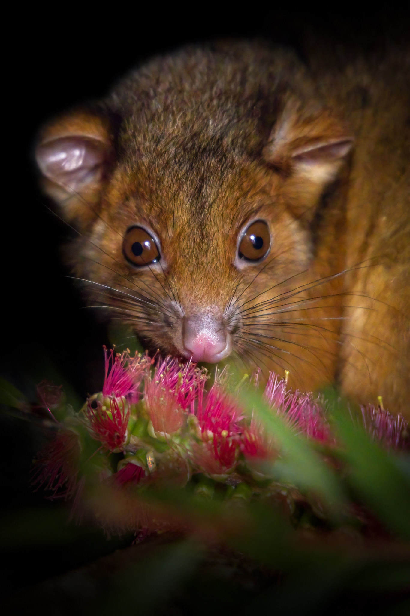 "Bella" Ringtail Possum
