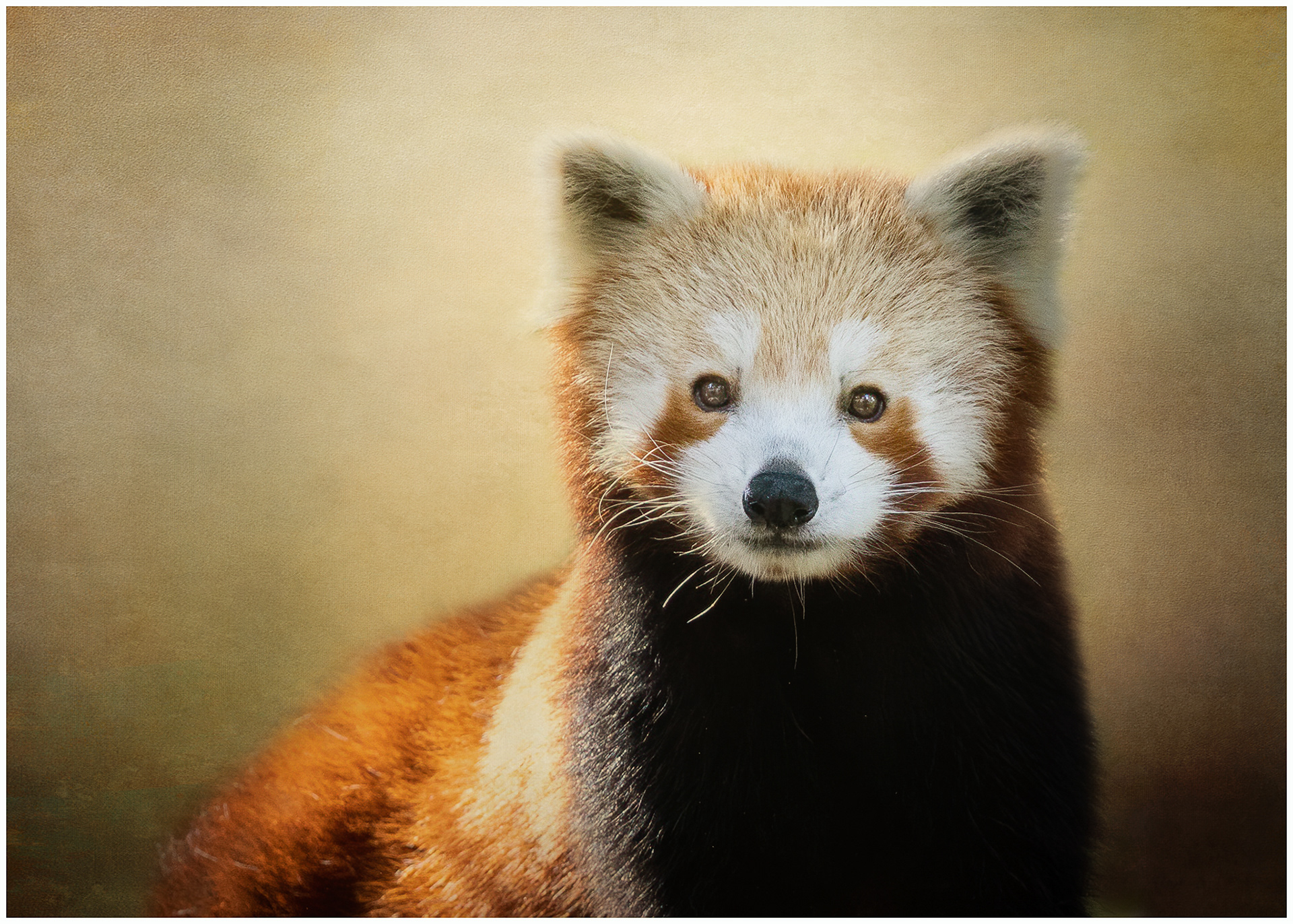 Red Panda
