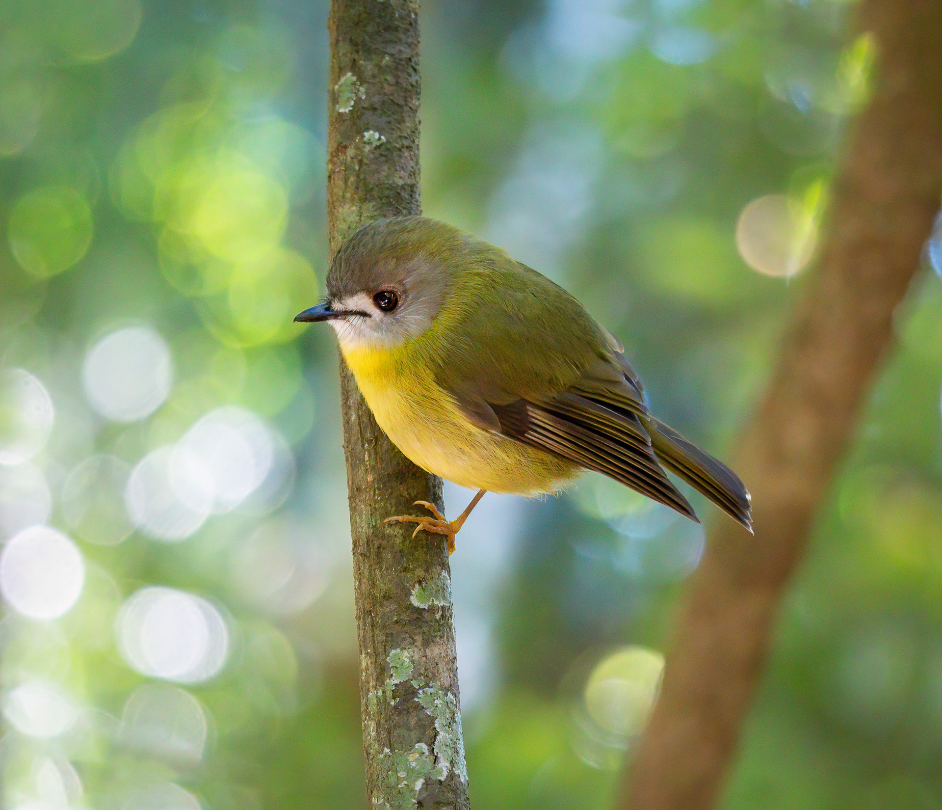 Pale-yellow Robin