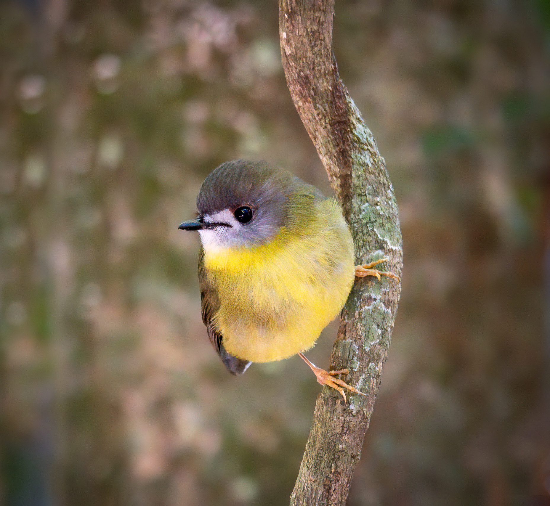 Pale-yellow Robin