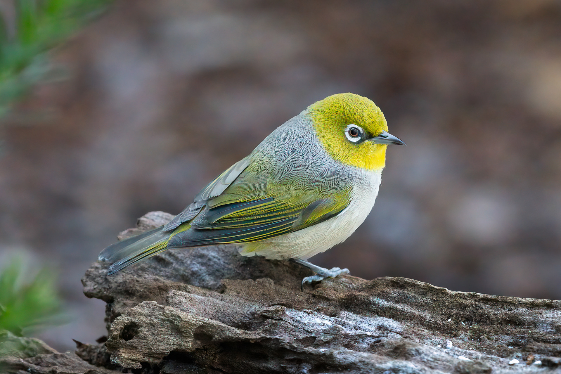 Silvereye