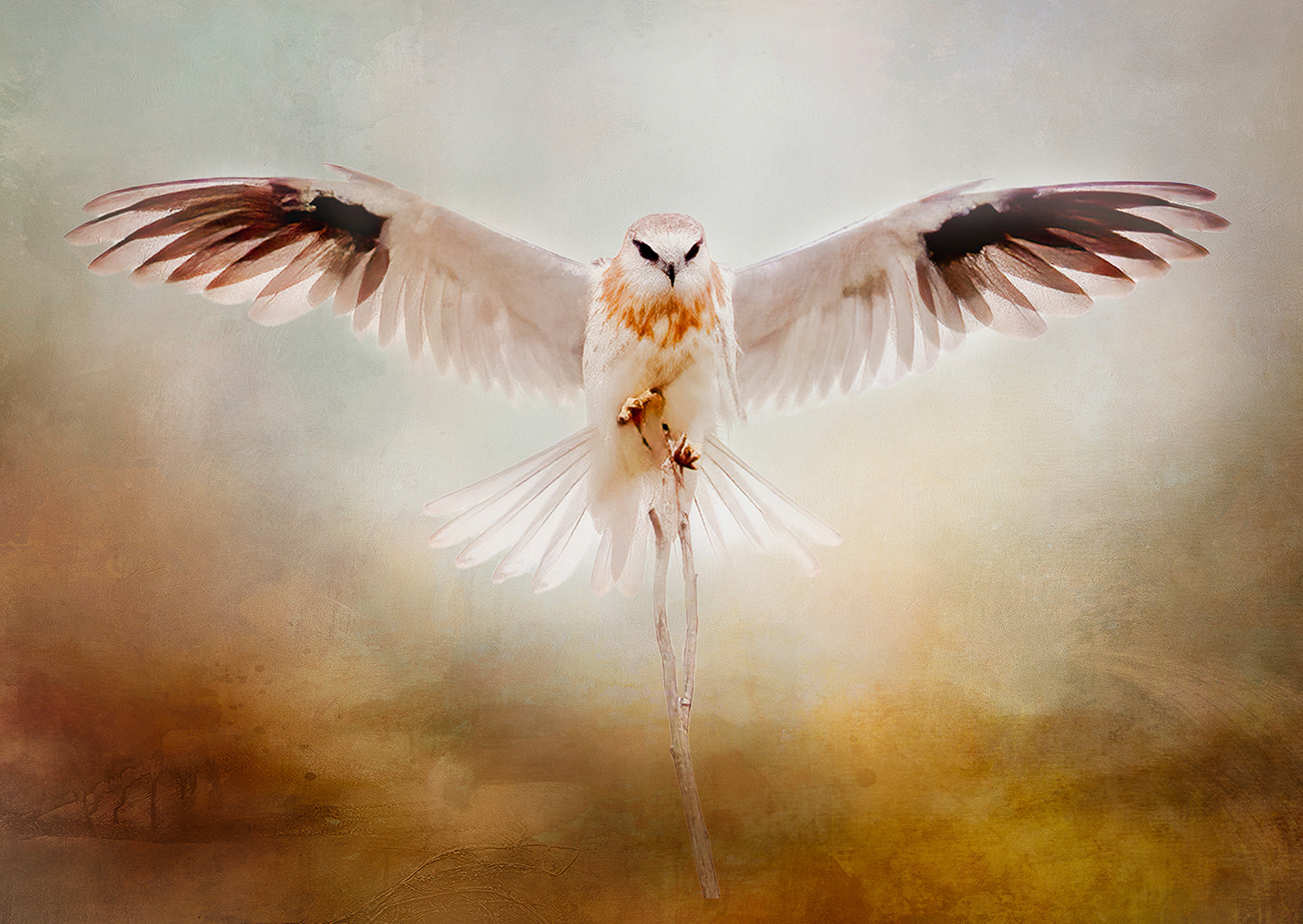 Black-shouldered Kite