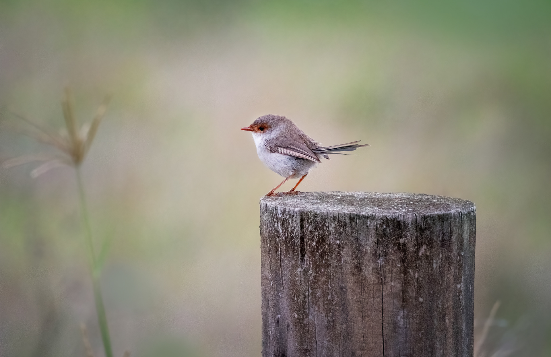 Fairy-wren