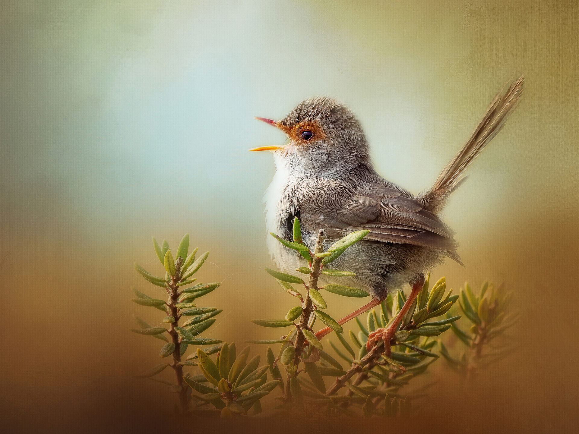 Superb Fairy-wren