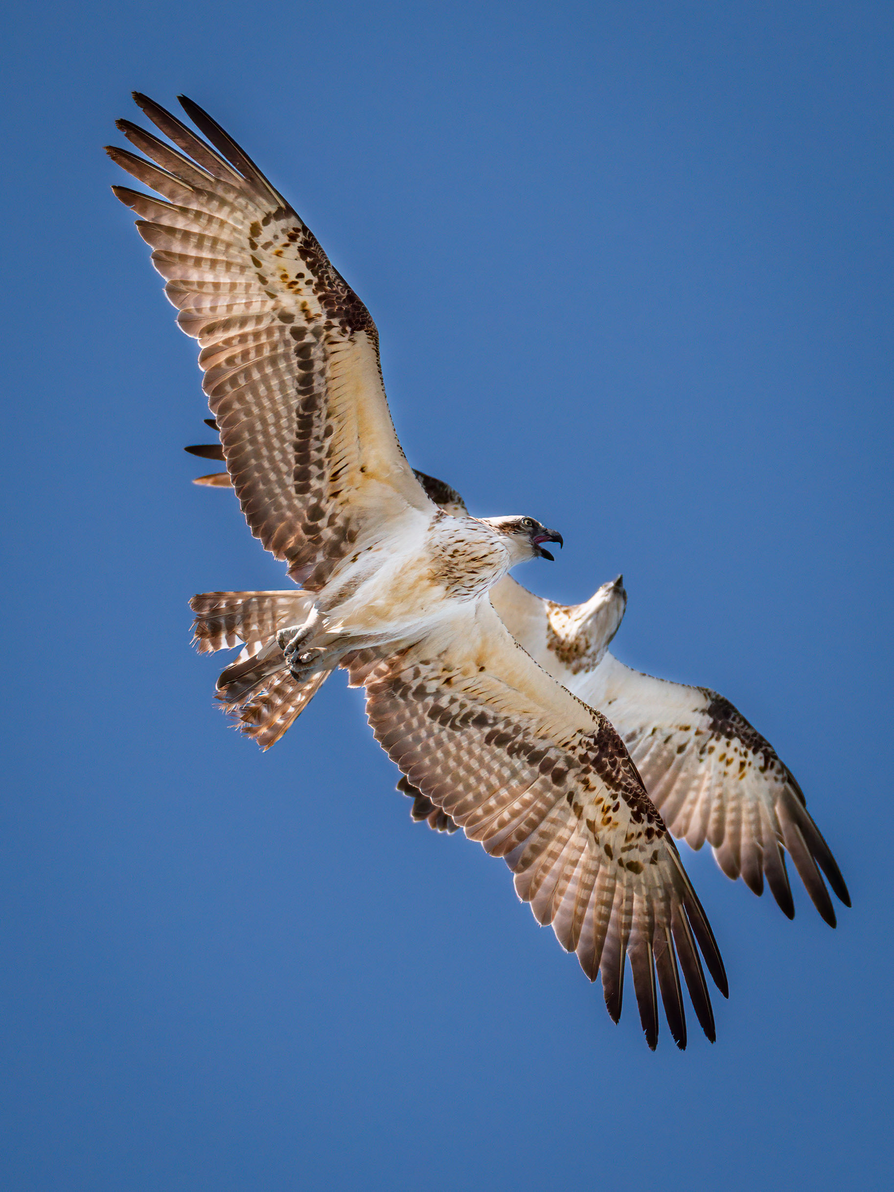 Ospreys