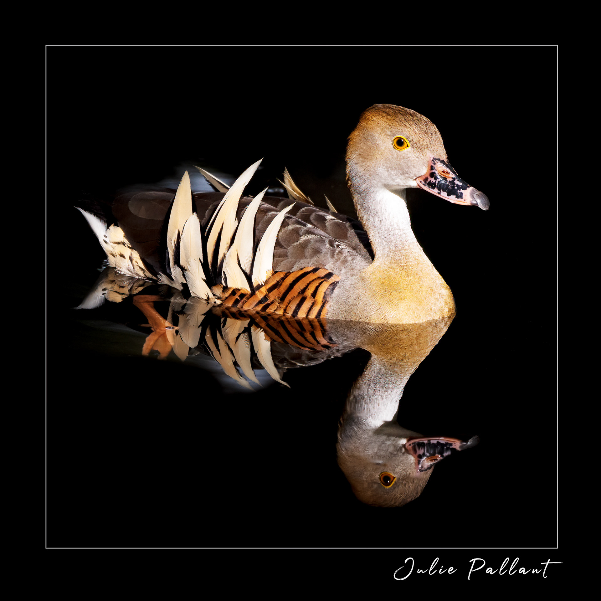 Plumed Whistling Duck