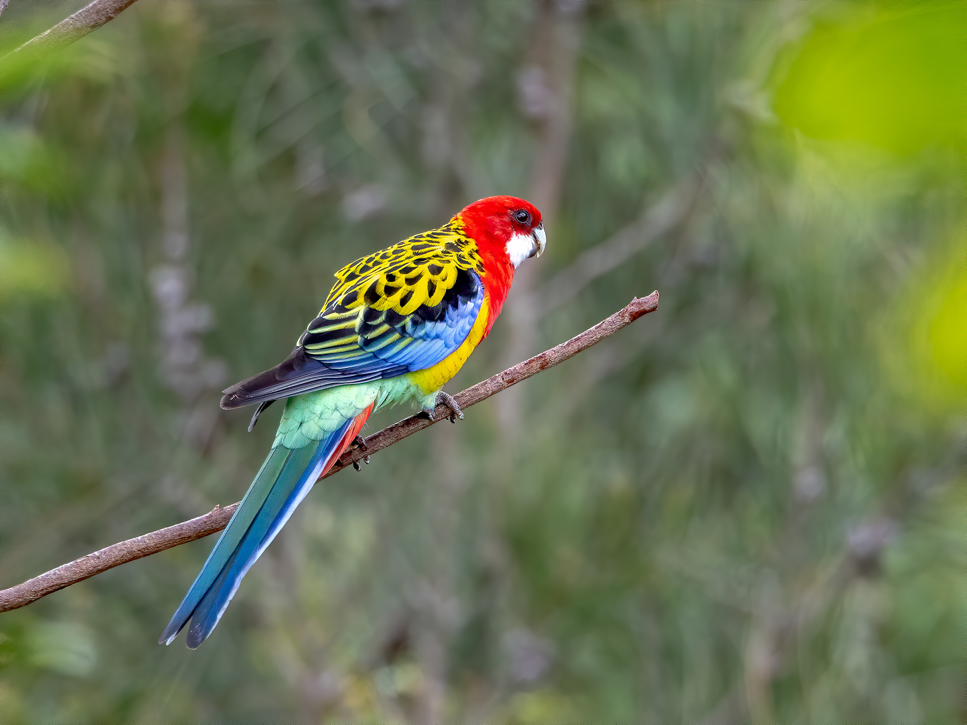 Eastern Rosella